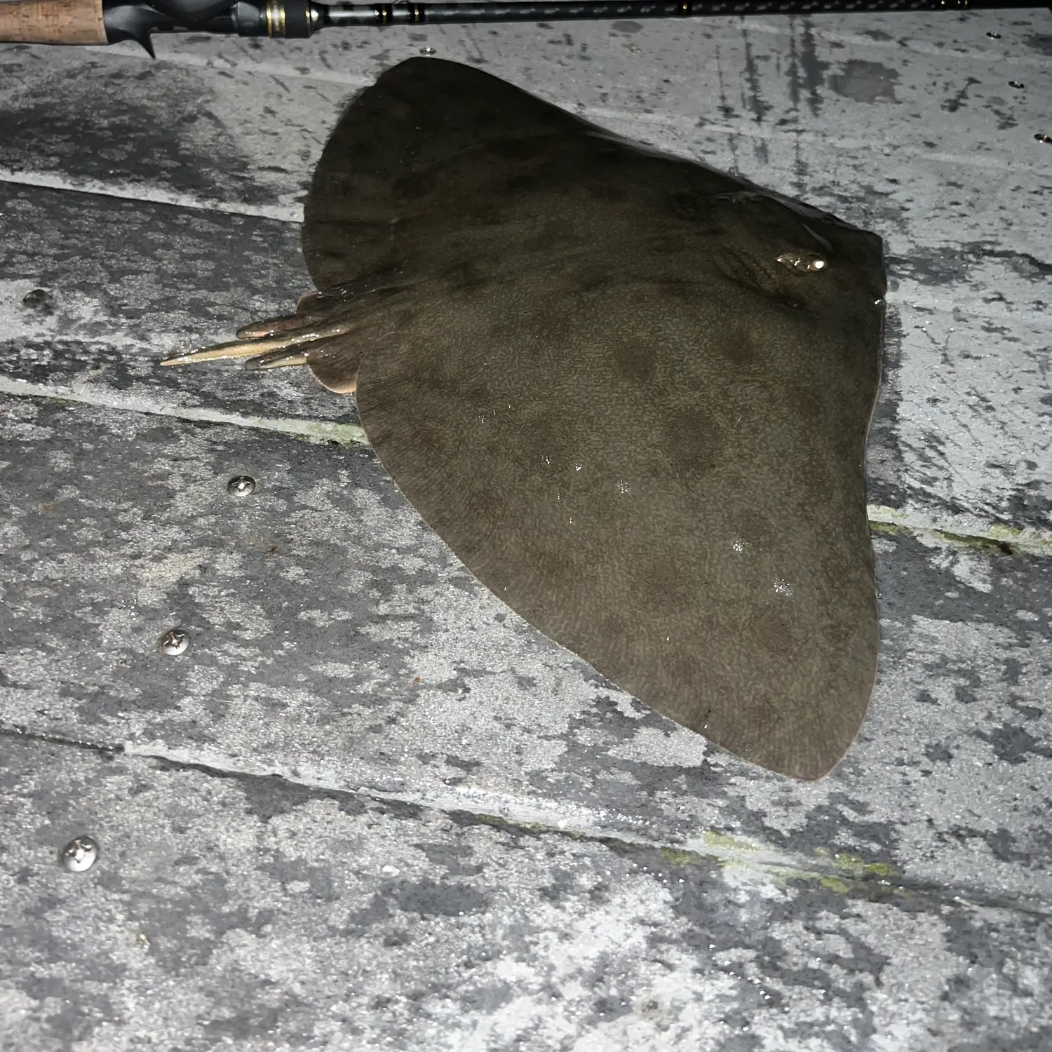 The most recent Backwater butterfly ray catches on Fishbrain