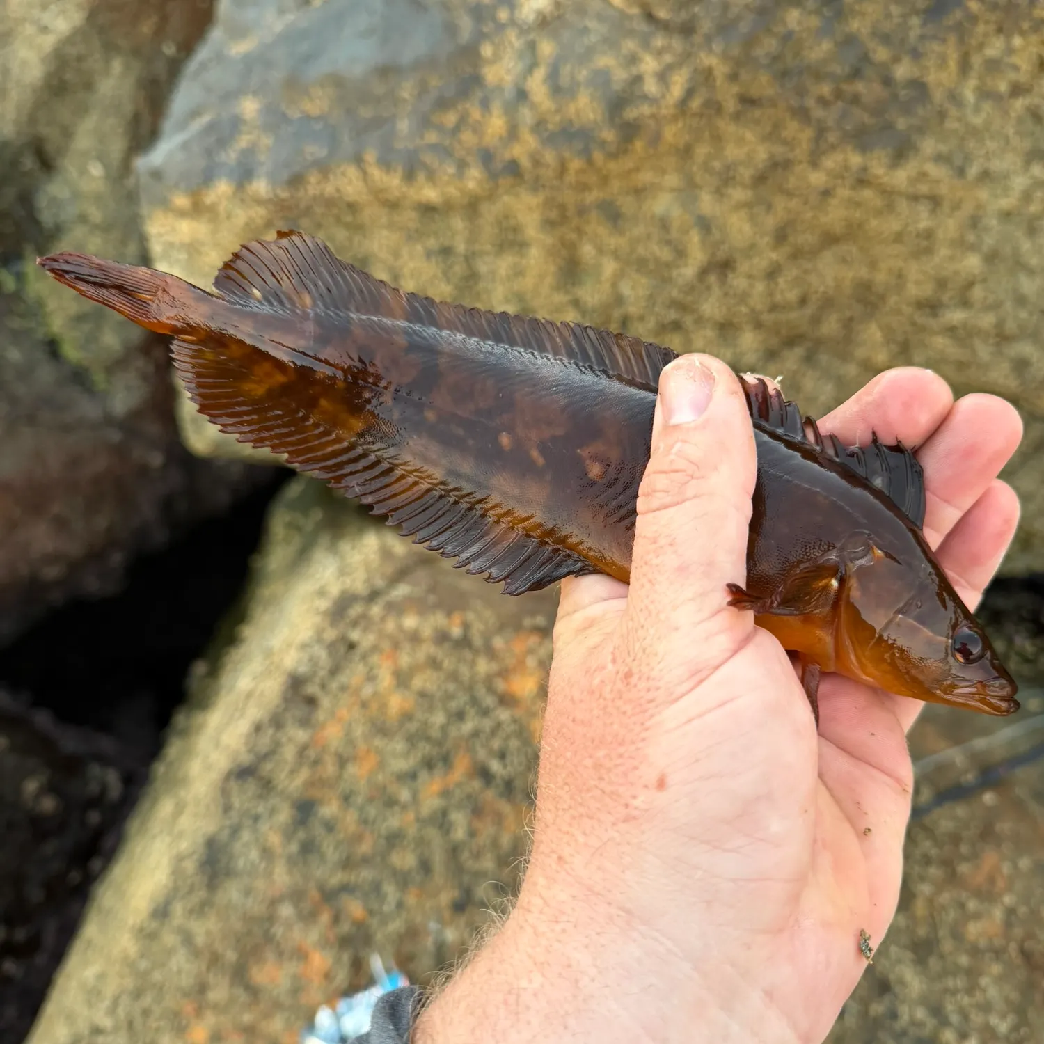 The most recent Giant kelpfish catches on Fishbrain