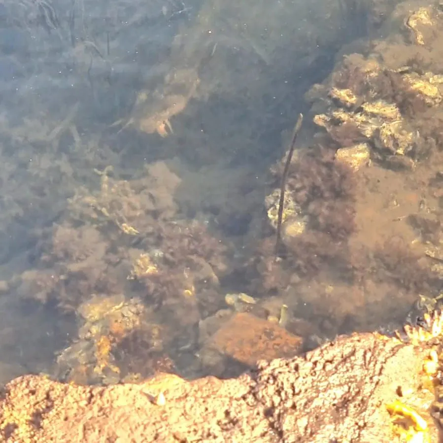 The most recent Cobbler catches on Fishbrain