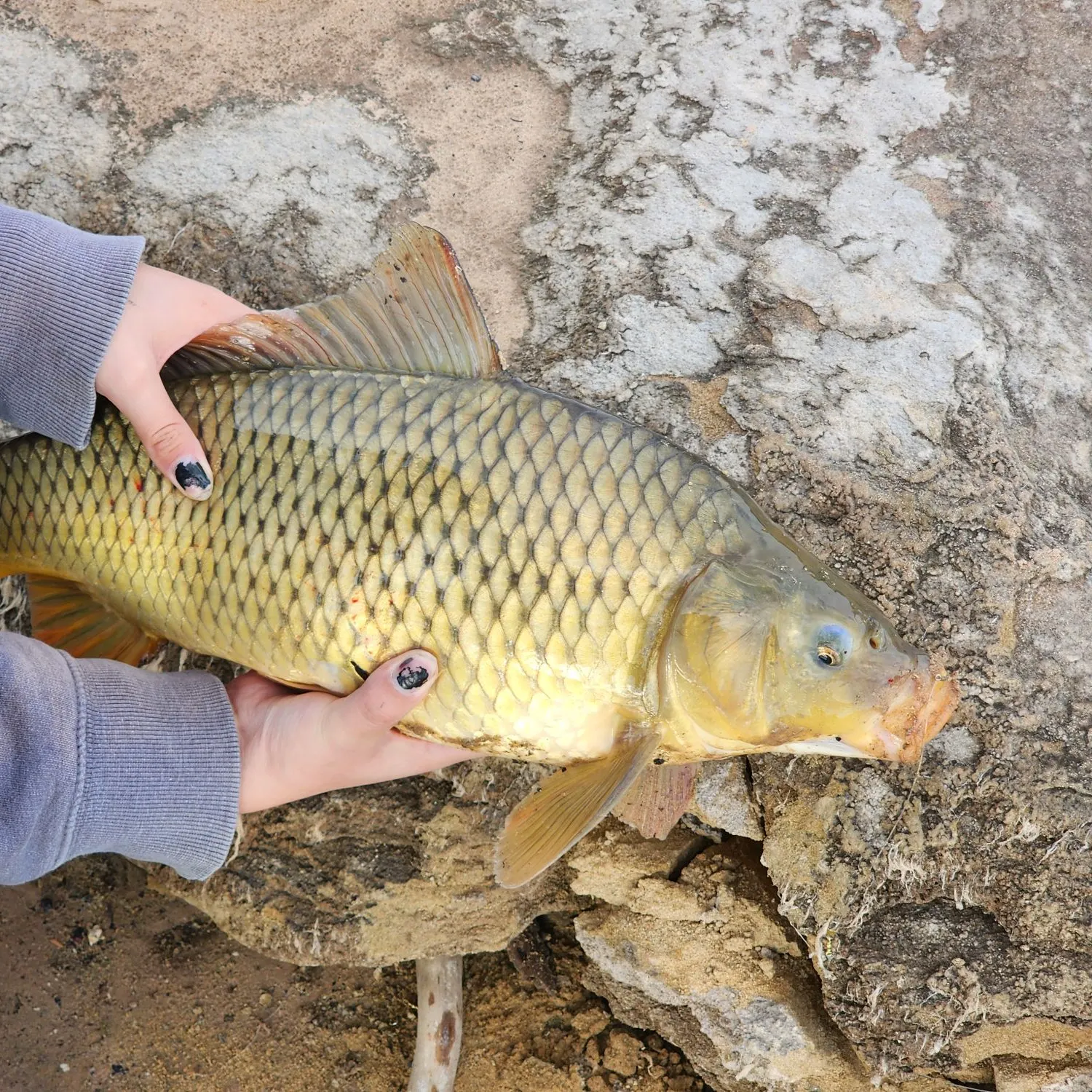 Common carp caught on Fishbrain