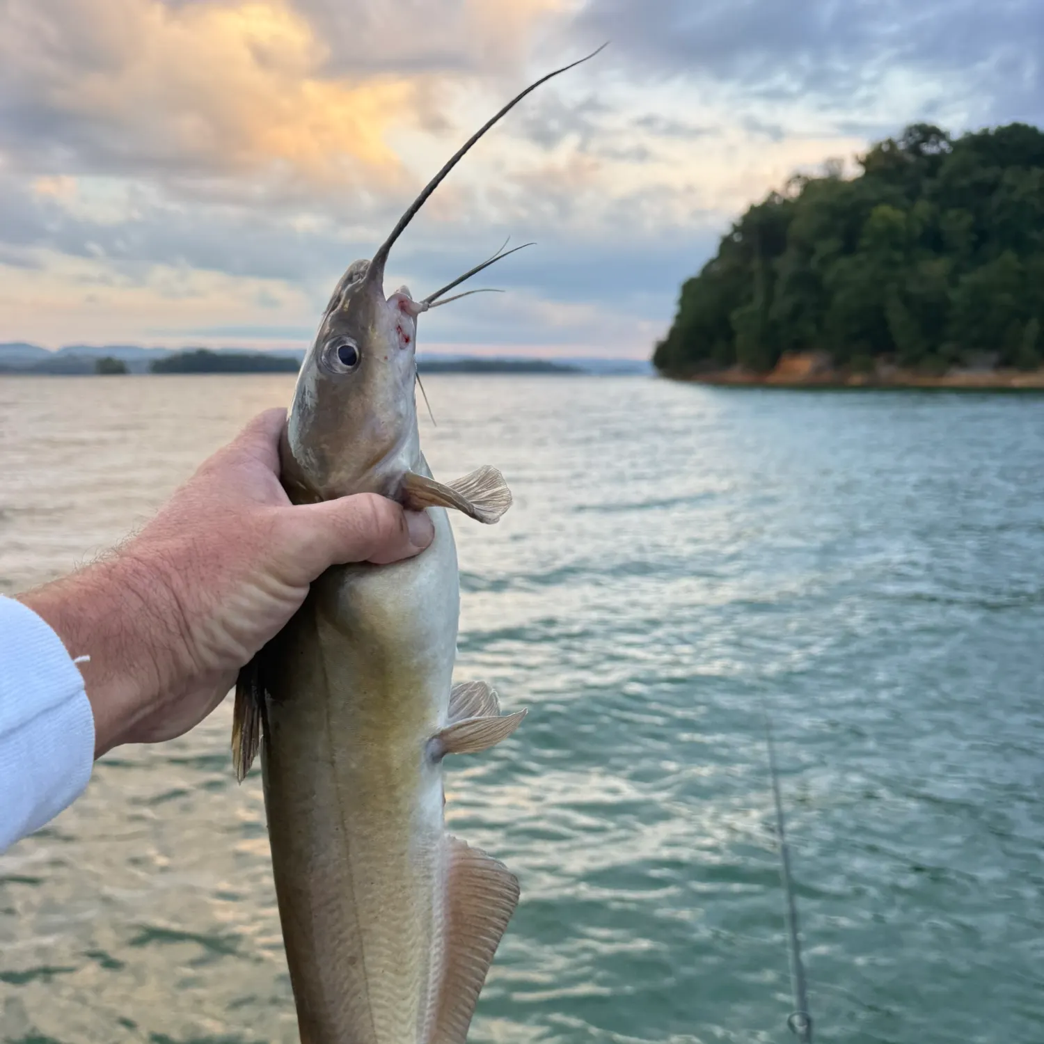 Channel catfish caught on Fishbrain
