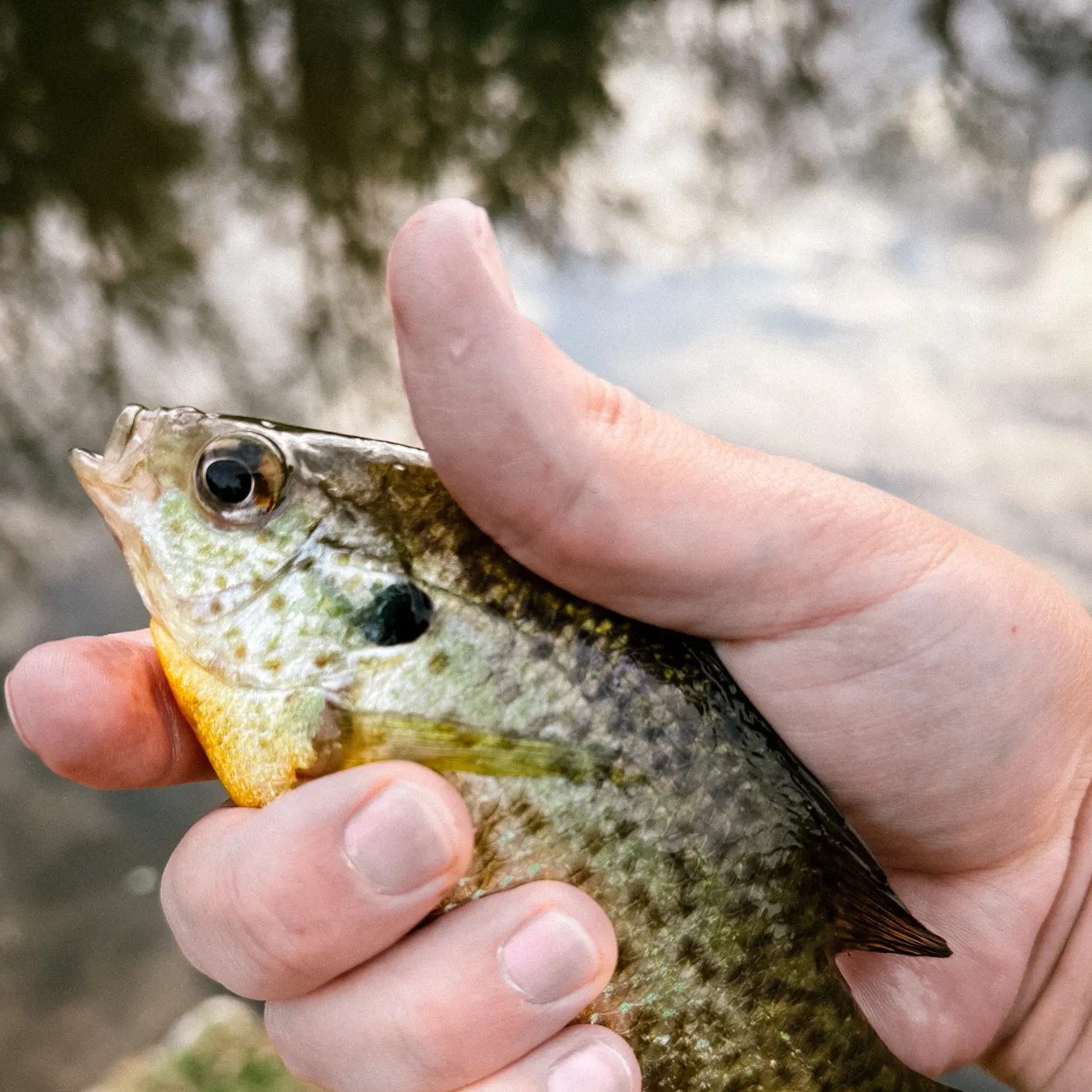The most recent Redear x bluegill catches on Fishbrain