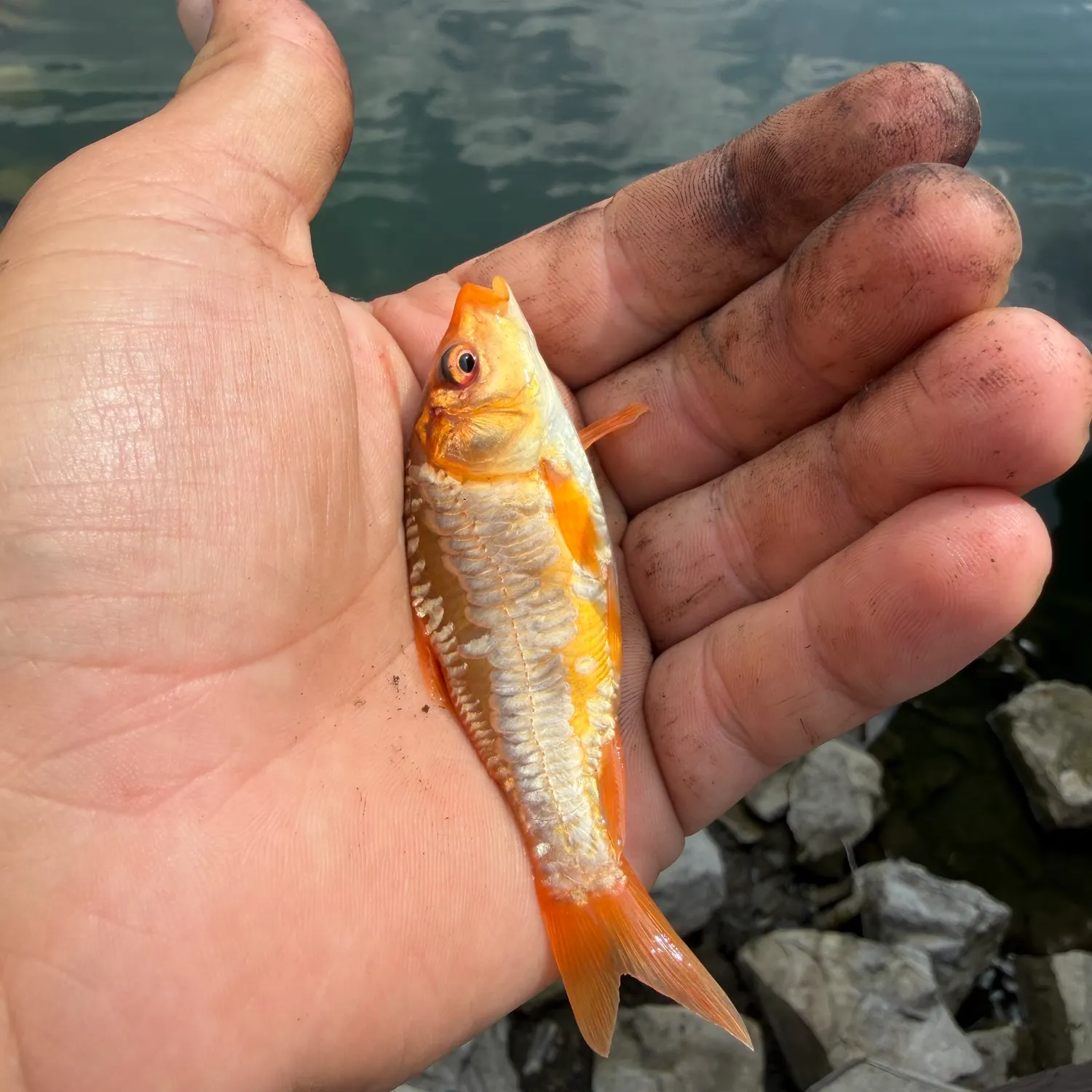 Goldfish caught on Fishbrain