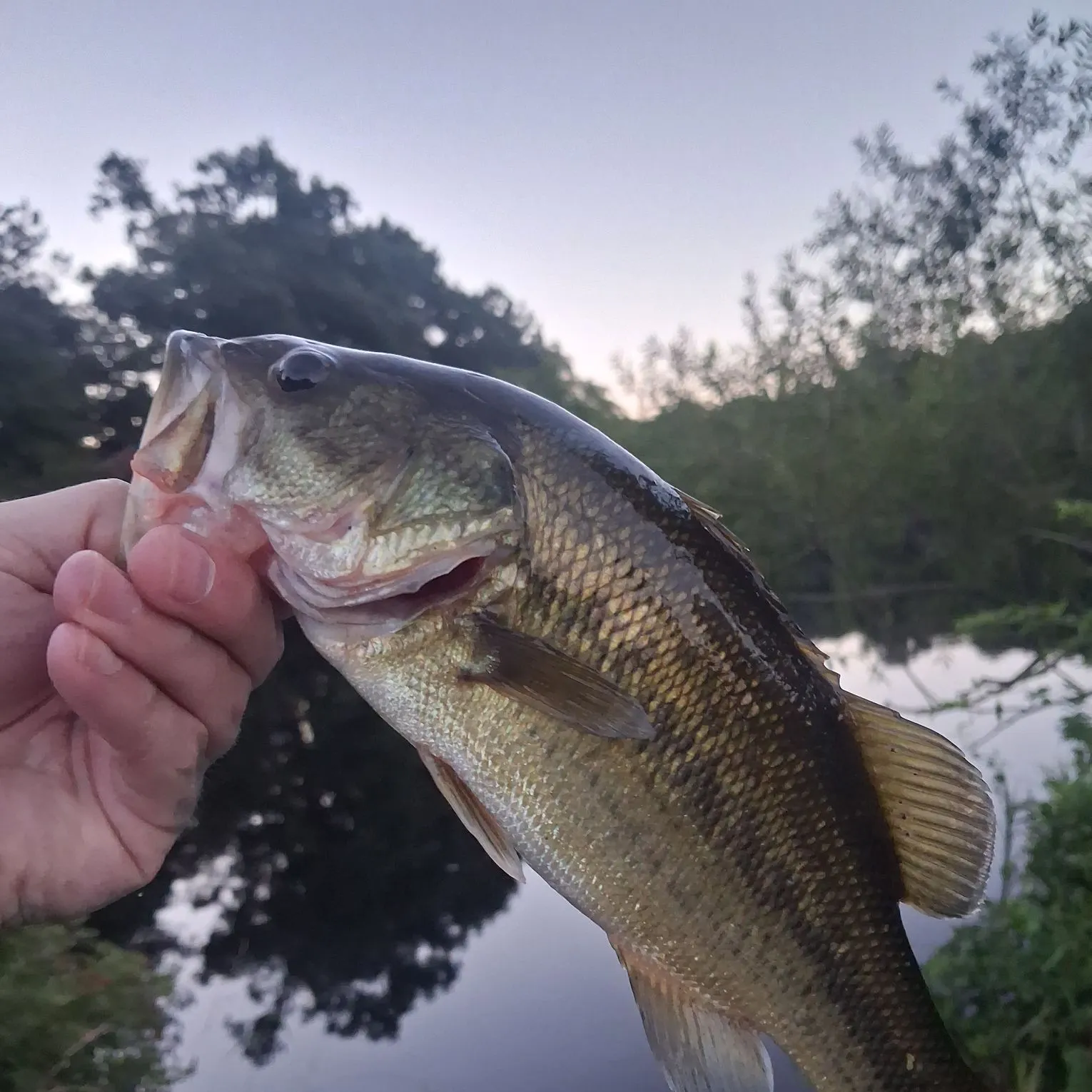 Largemouth bass caught on Fishbrain