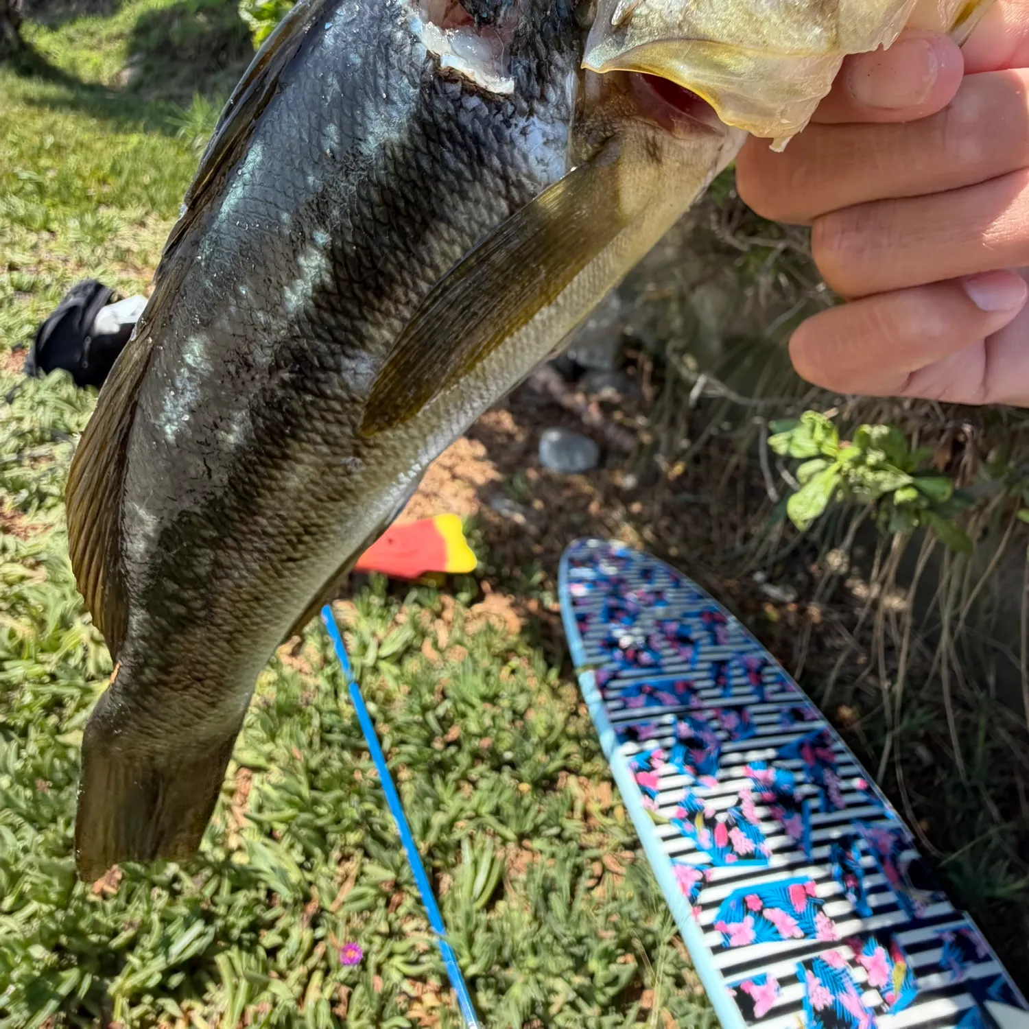Kelp bass caught on Fishbrain
