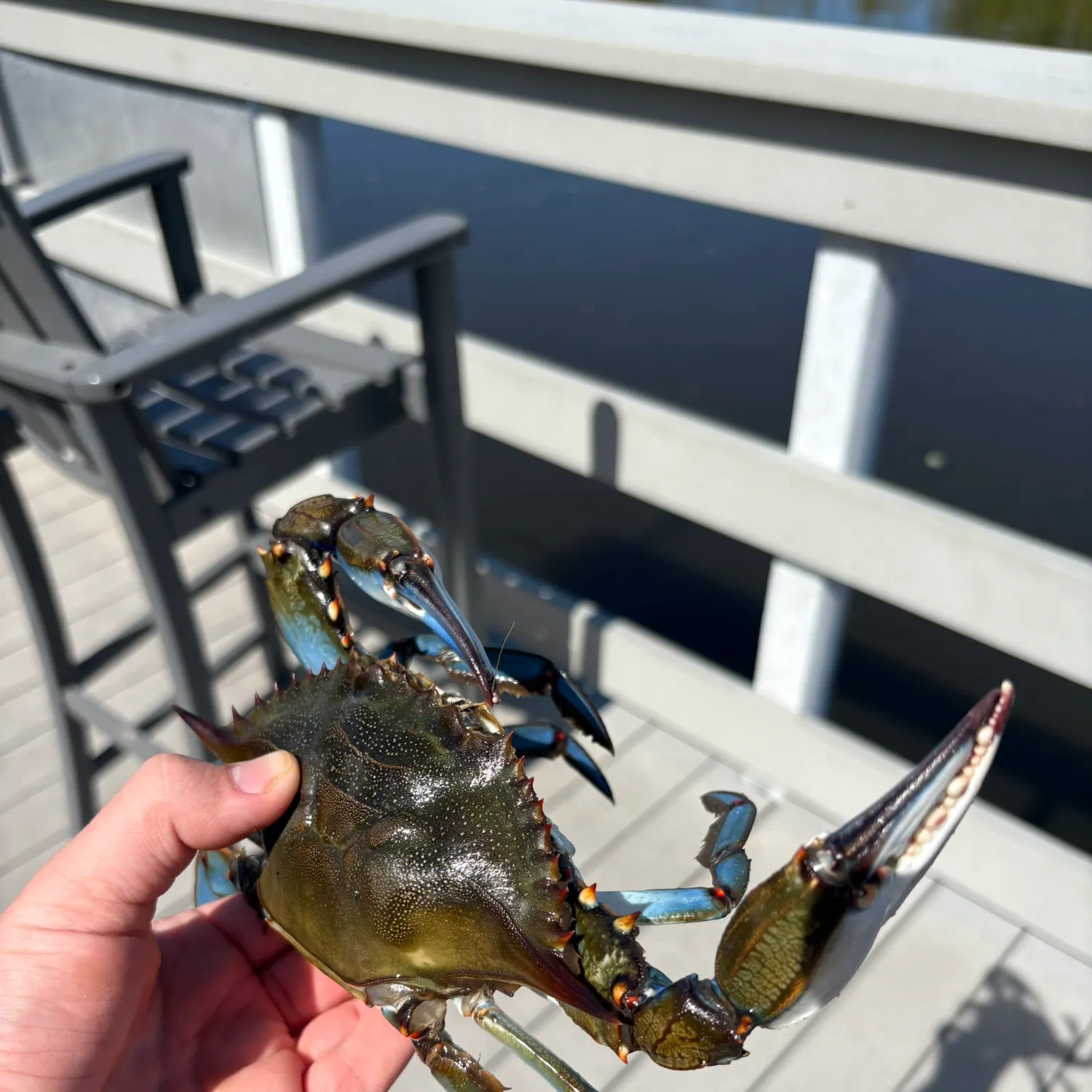 The most recent Blue crab catches on Fishbrain