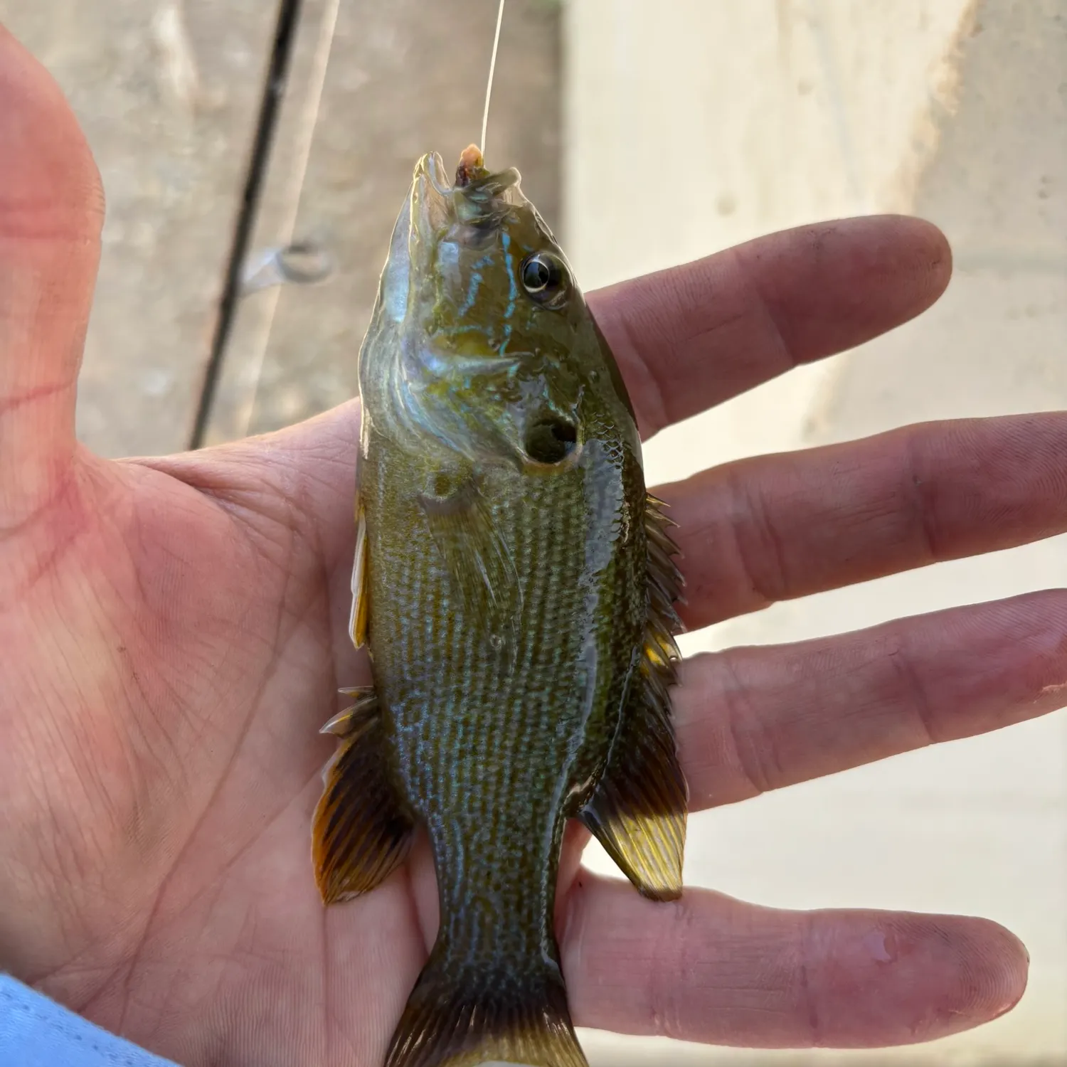 catch