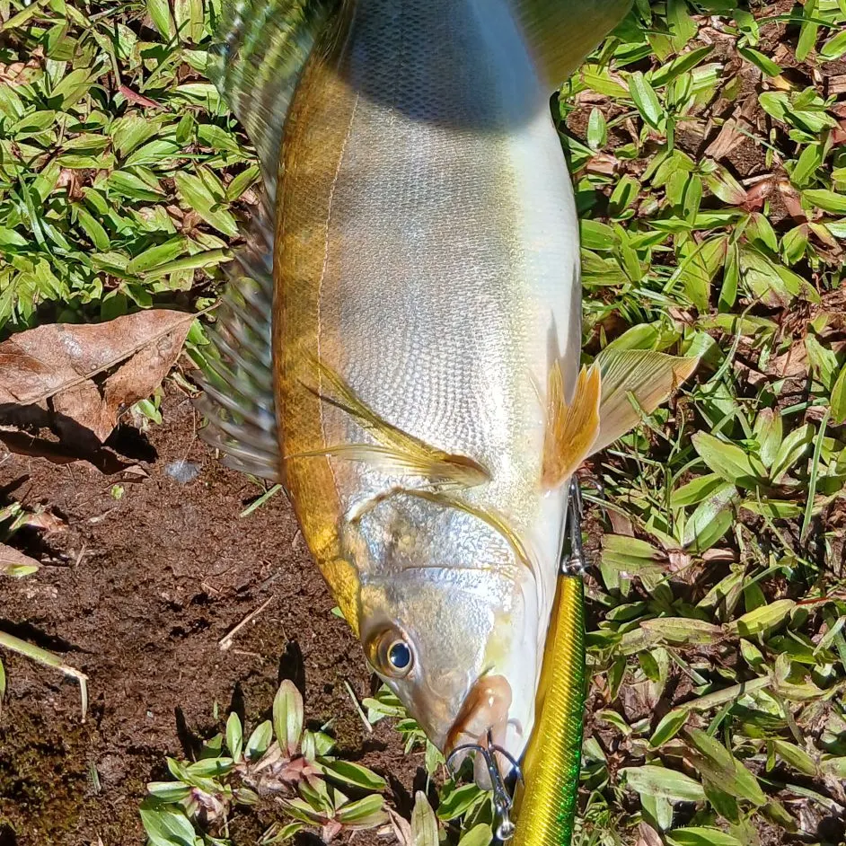 The most recent Blue peacock bass catches on Fishbrain