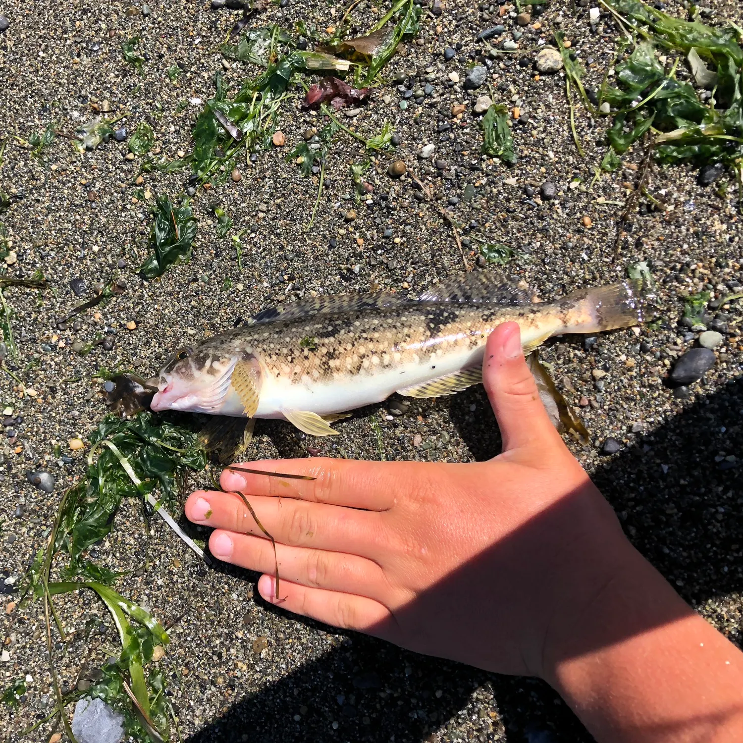 The most recent Whitespotted greenling catches on Fishbrain