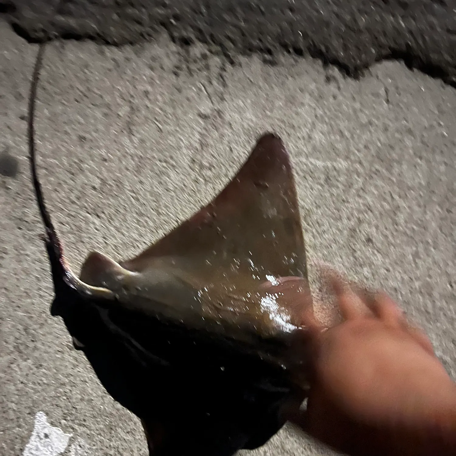 The most recent Bat eagle ray catches on Fishbrain