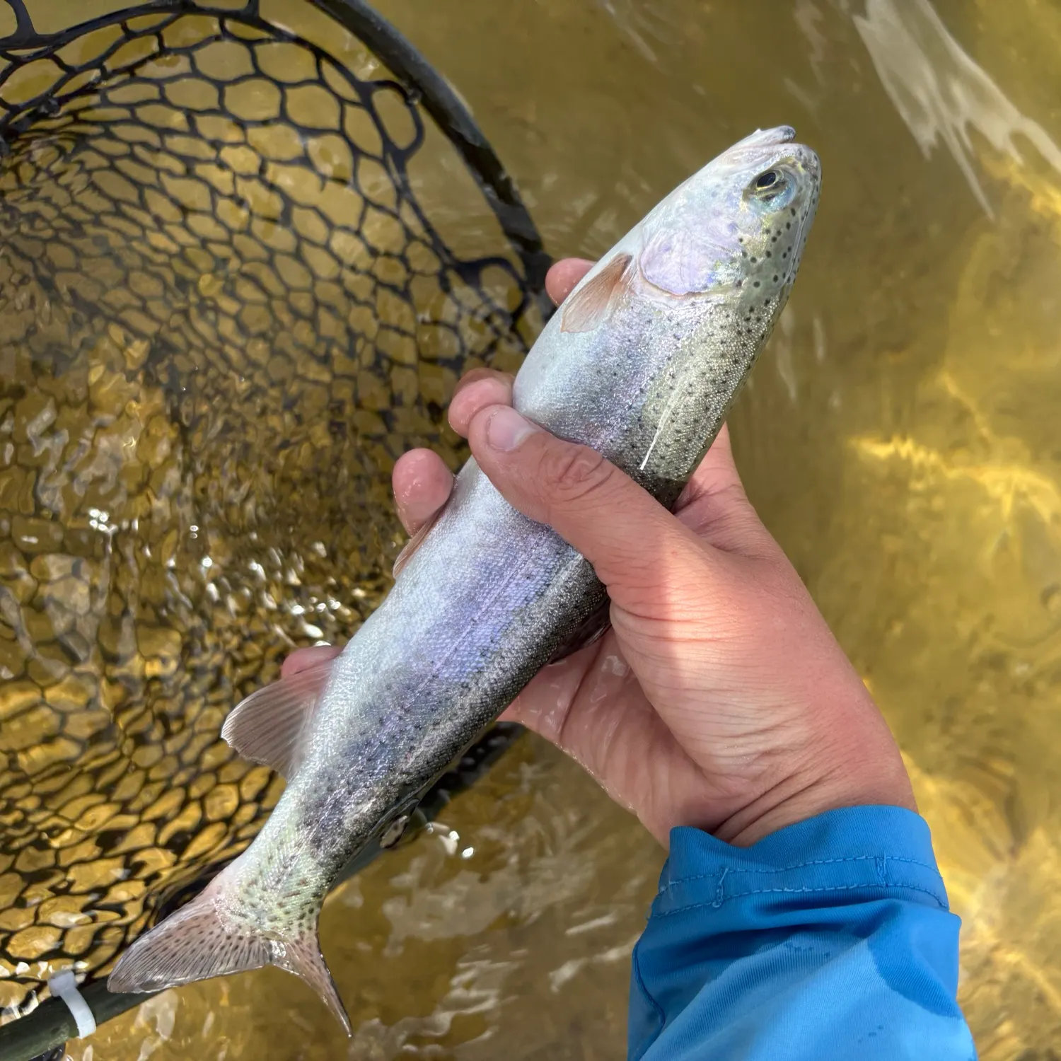 Rainbow trout caught on Fishbrain
