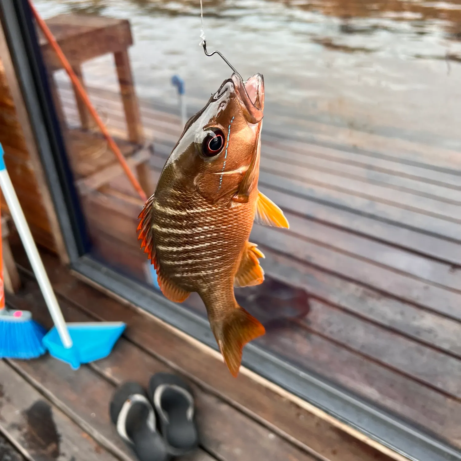 Mangrove snapper caught on Fishbrain