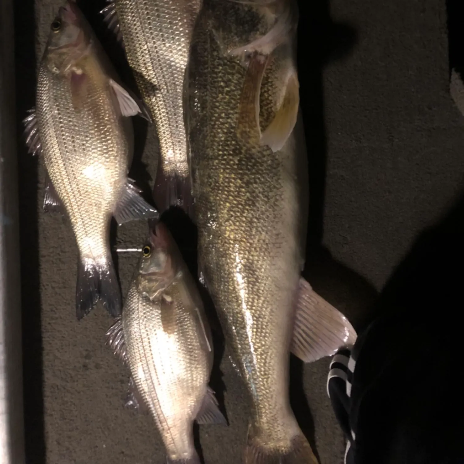 recently logged catches