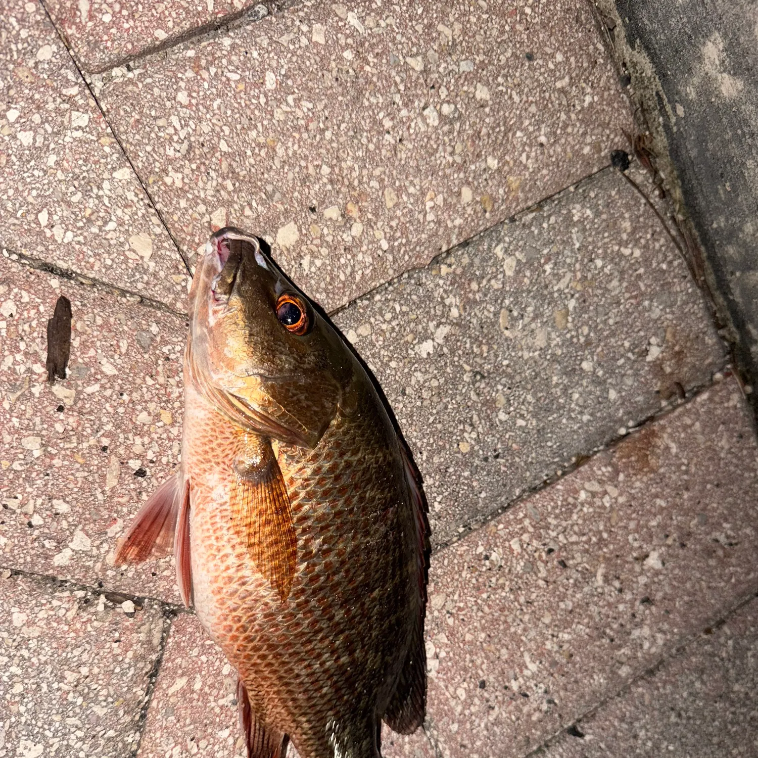 Fish caught on Fishbrain