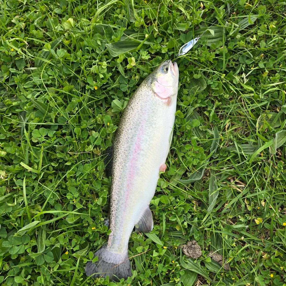 Rainbow trout caught on Fishbrain