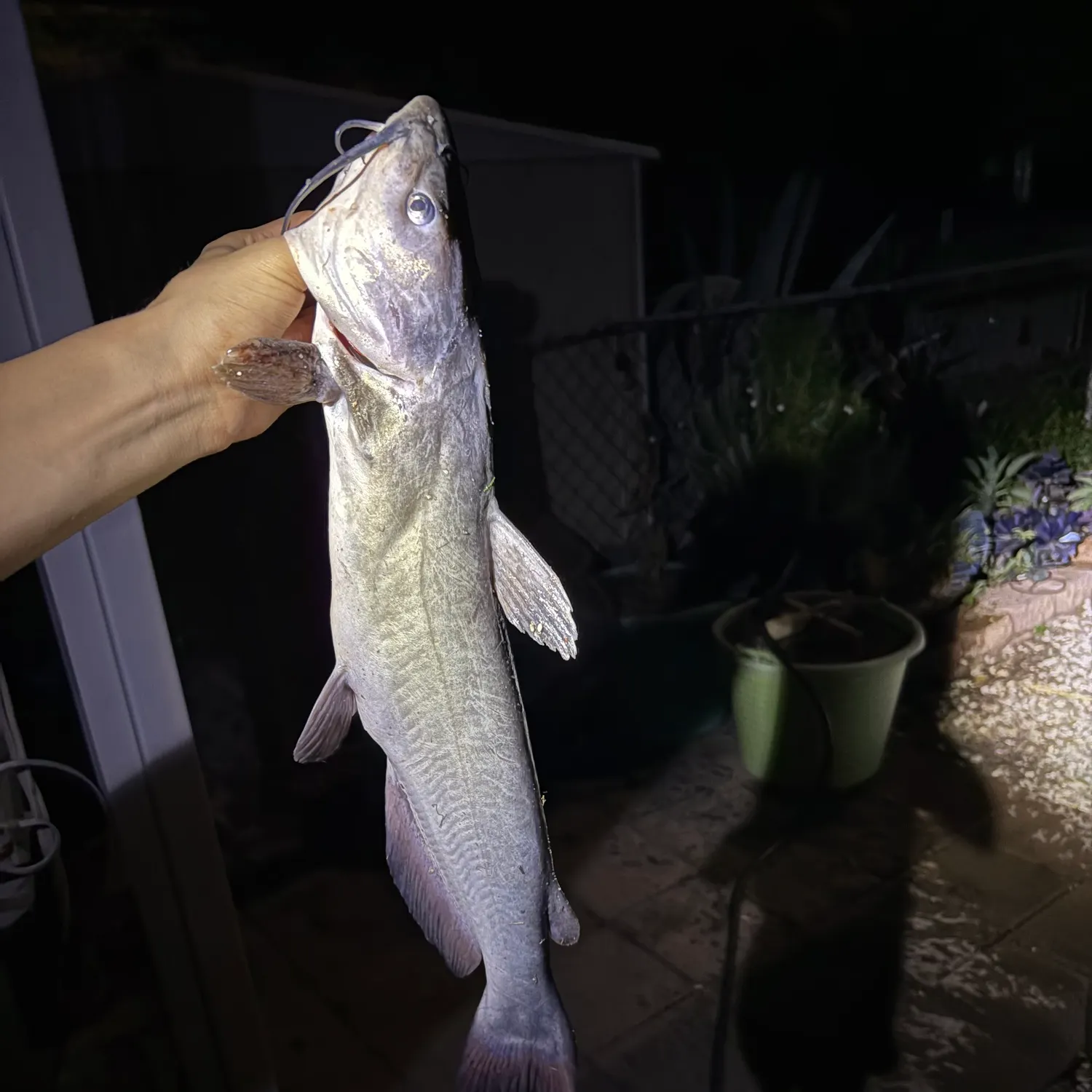 Channel catfish caught on Fishbrain