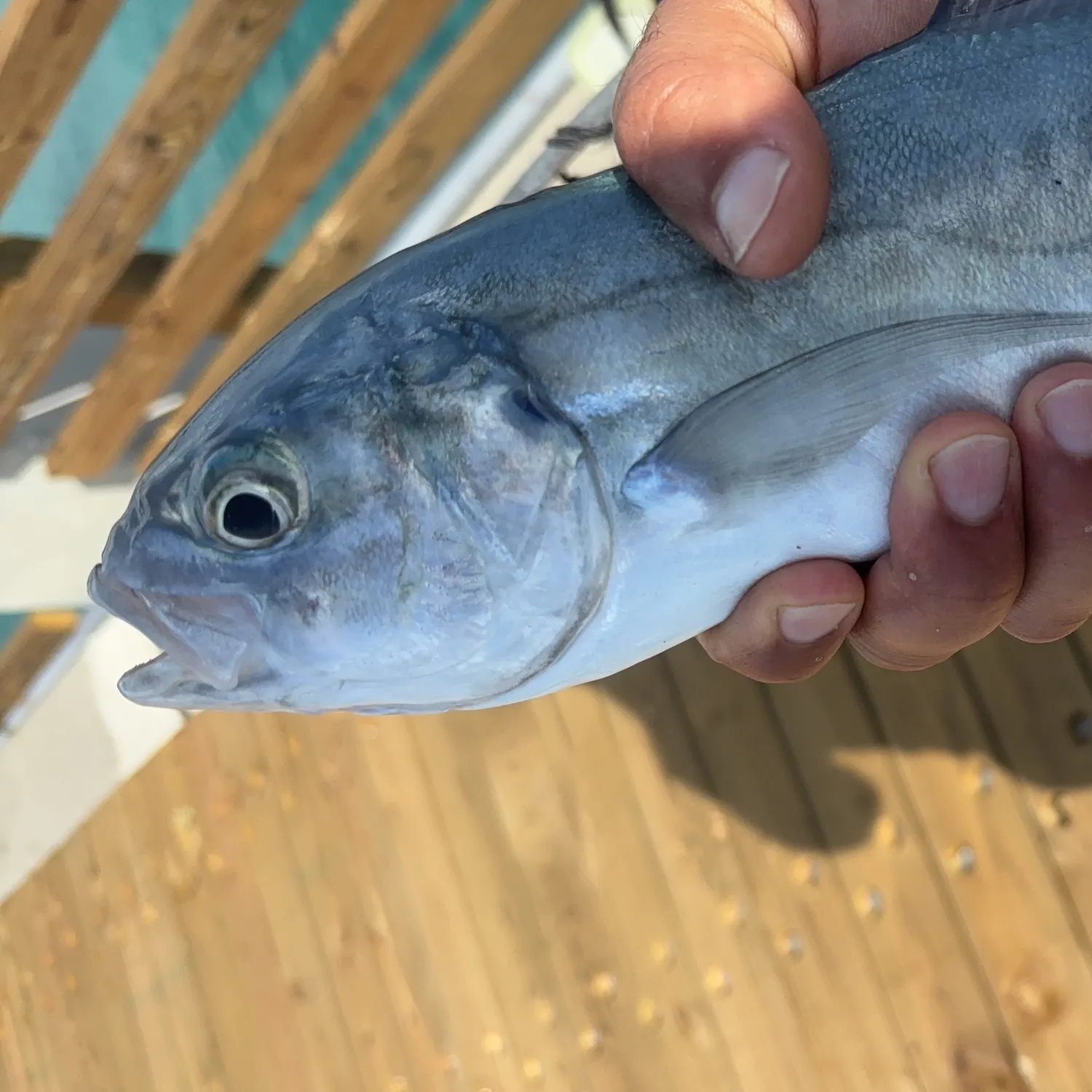 Blue runner caught on Fishbrain