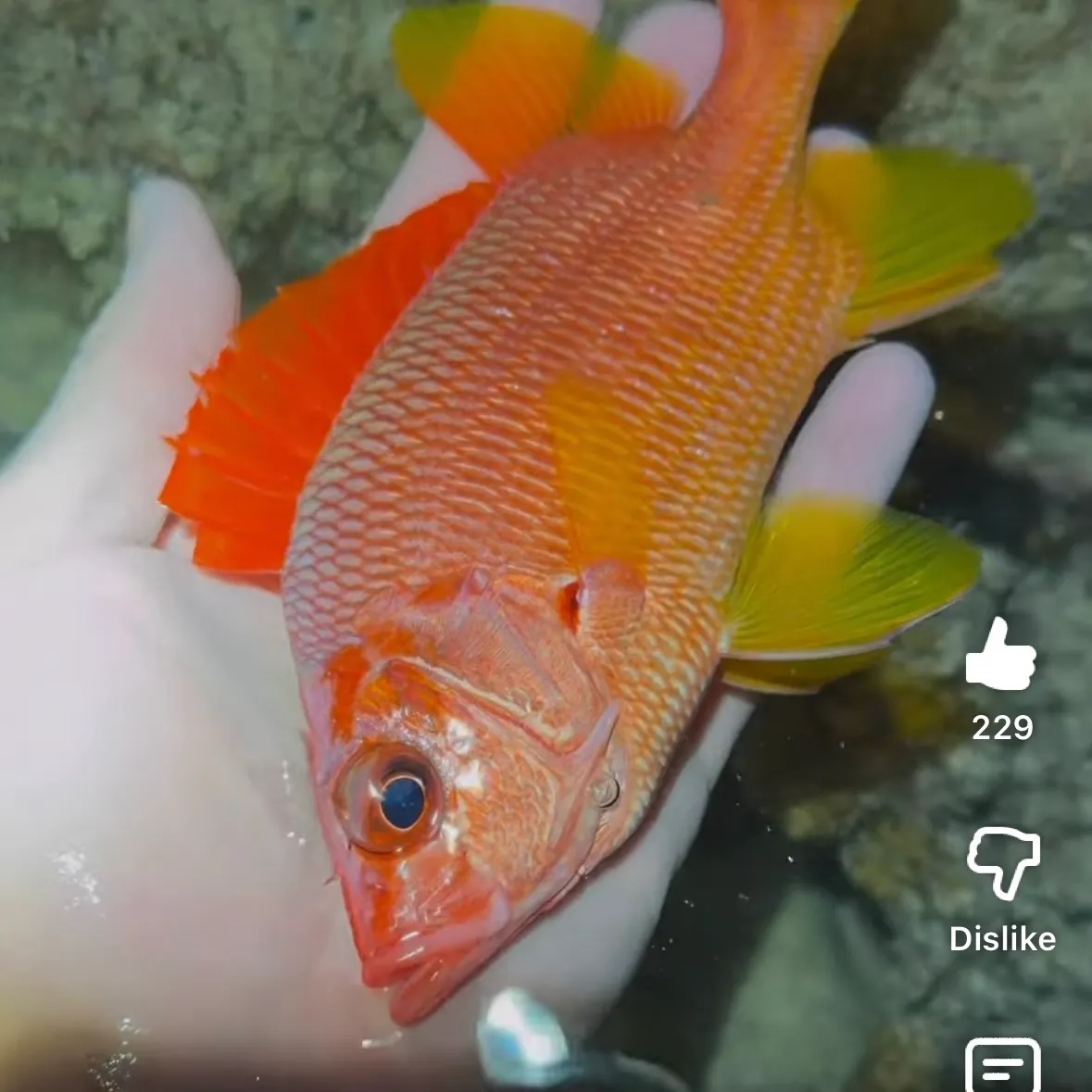 The most recent Hawaiian squirrelfish catches on Fishbrain