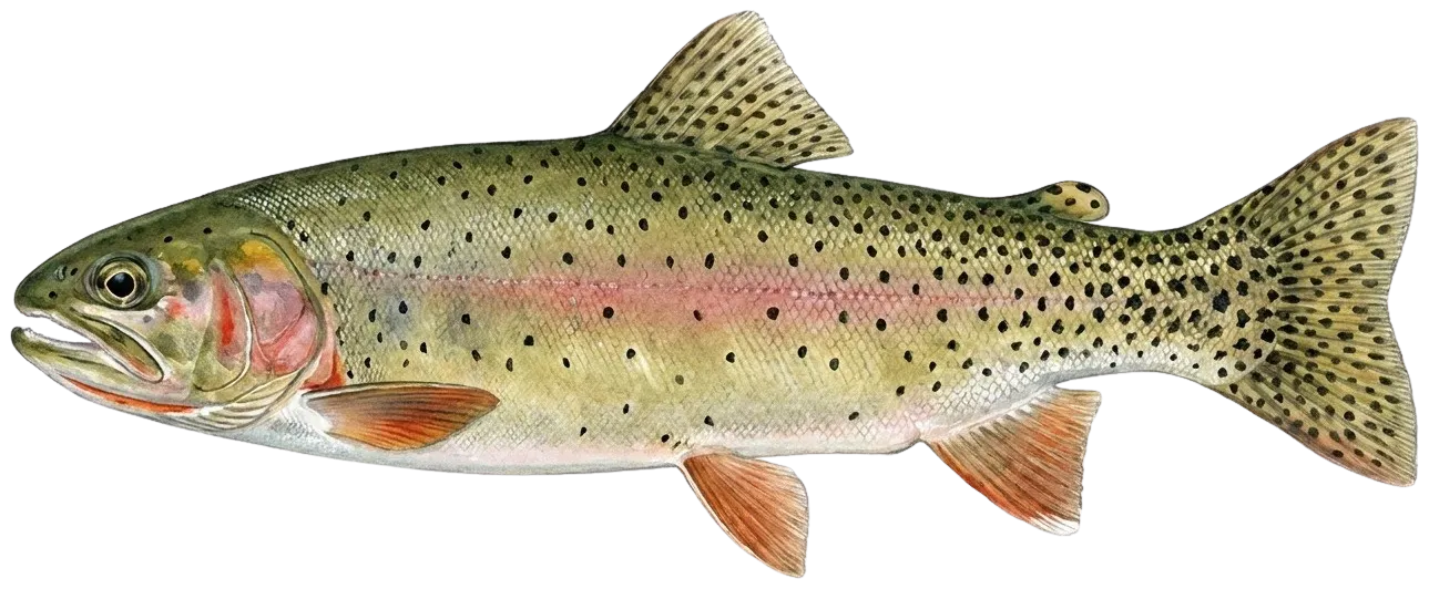 Cutthroat trout
