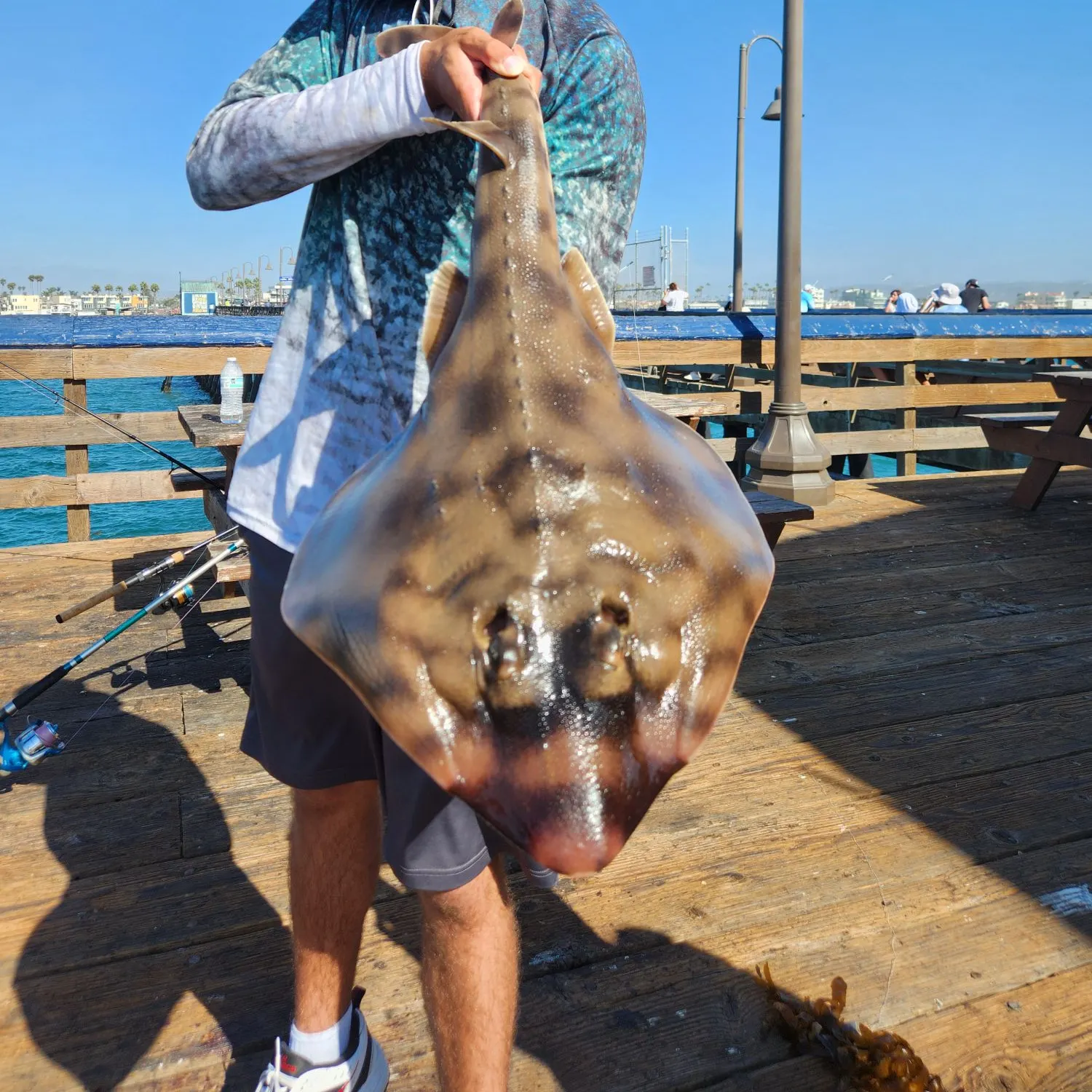 The most recent Banded guitarfish catches on Fishbrain