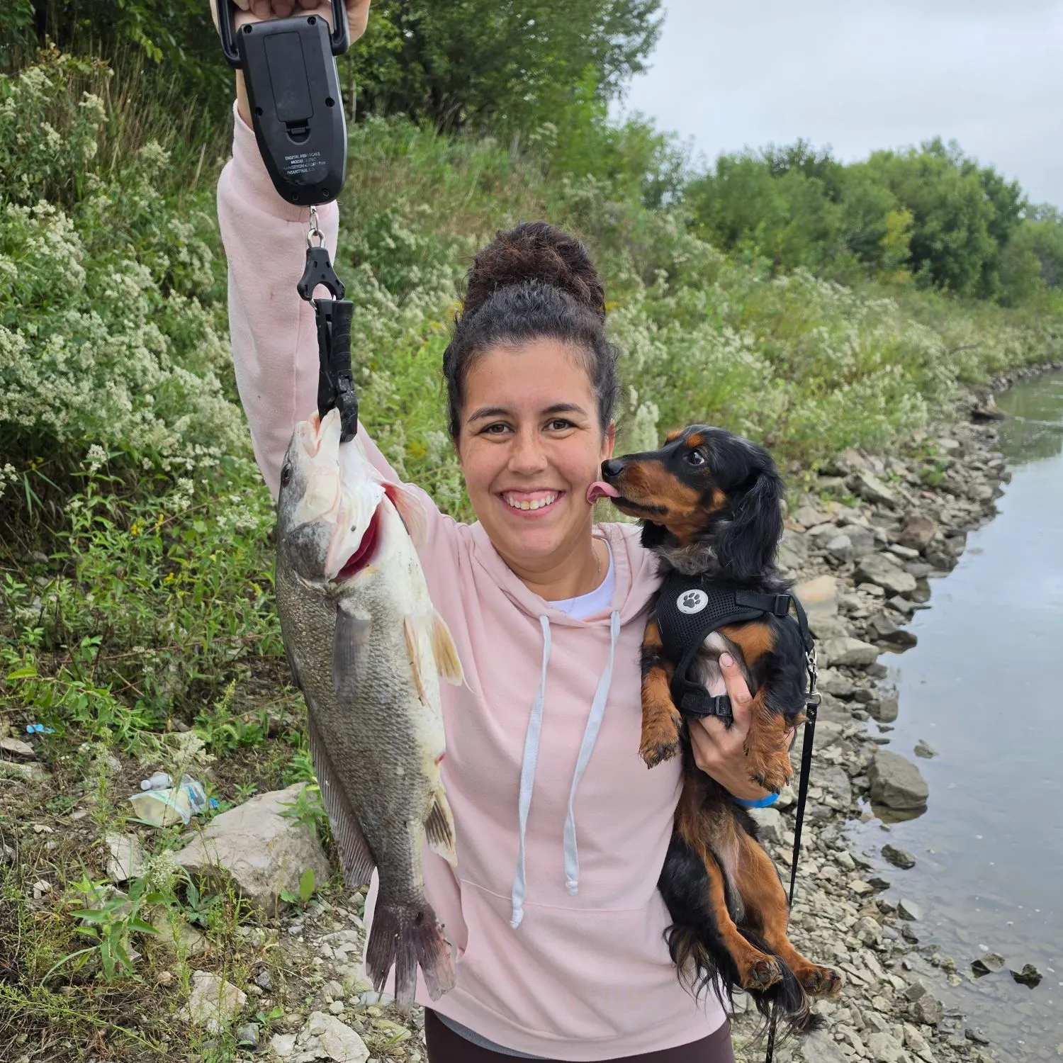 Freshwater drum caught on Fishbrain