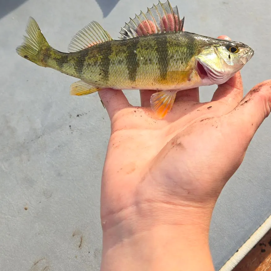 Yellow perch caught on Fishbrain