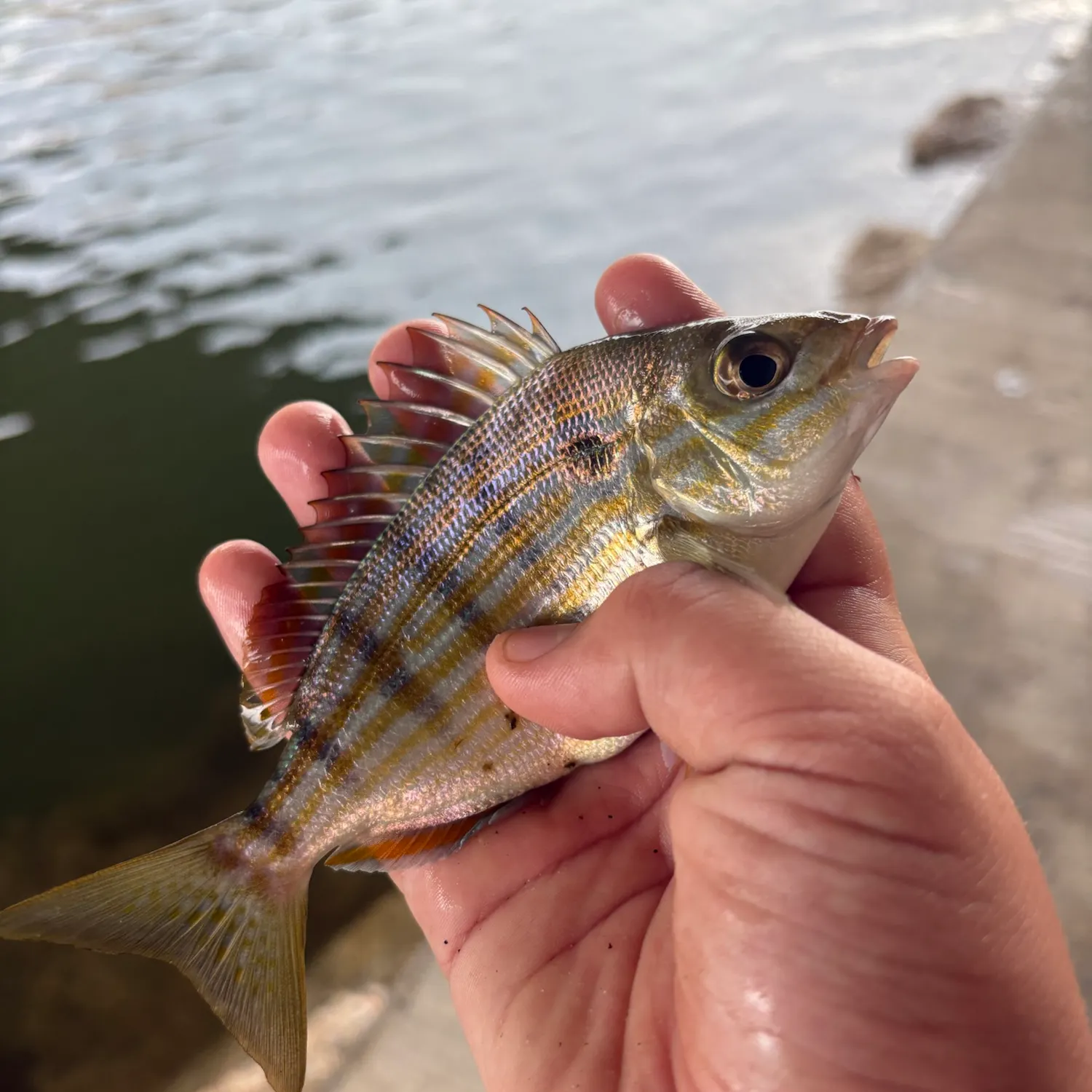 The most recent Pinfish catches on Fishbrain