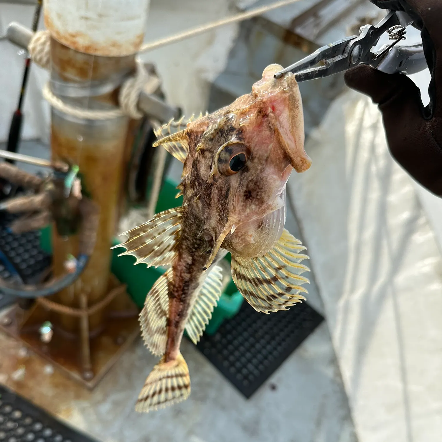 The most popular recent Fourhorn sculpin catch on Fishbrain