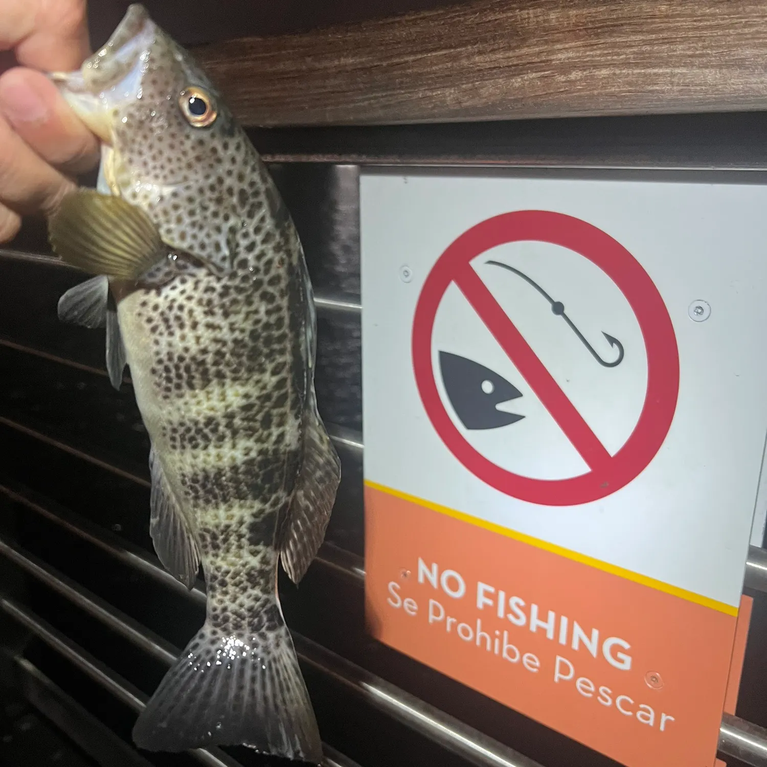 Spotted sand bass caught on Fishbrain