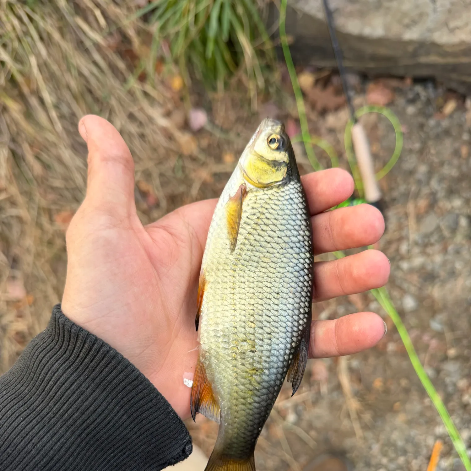 Golden shiner caught on Fishbrain