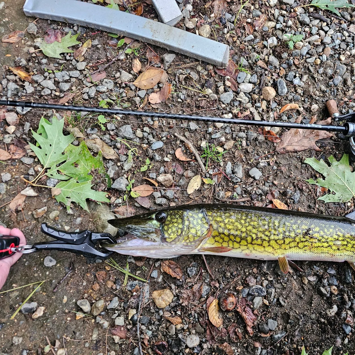 Chain pickerel caught on Fishbrain