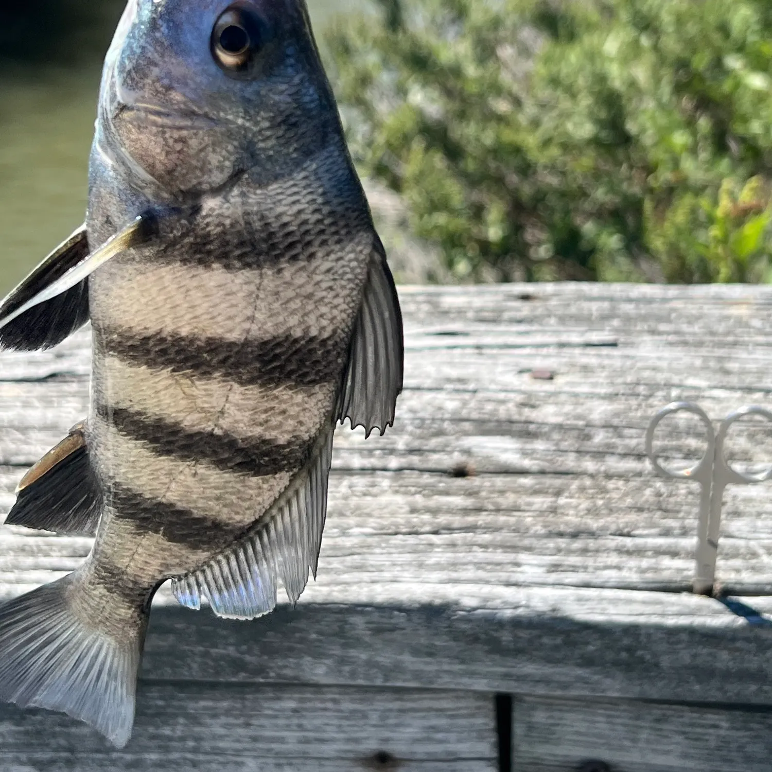 Black drum caught on Fishbrain