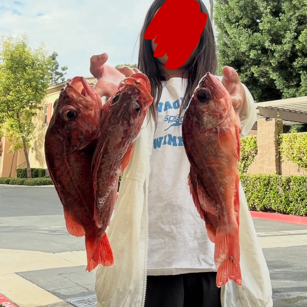 The most recent Vermilion rockfish catches on Fishbrain