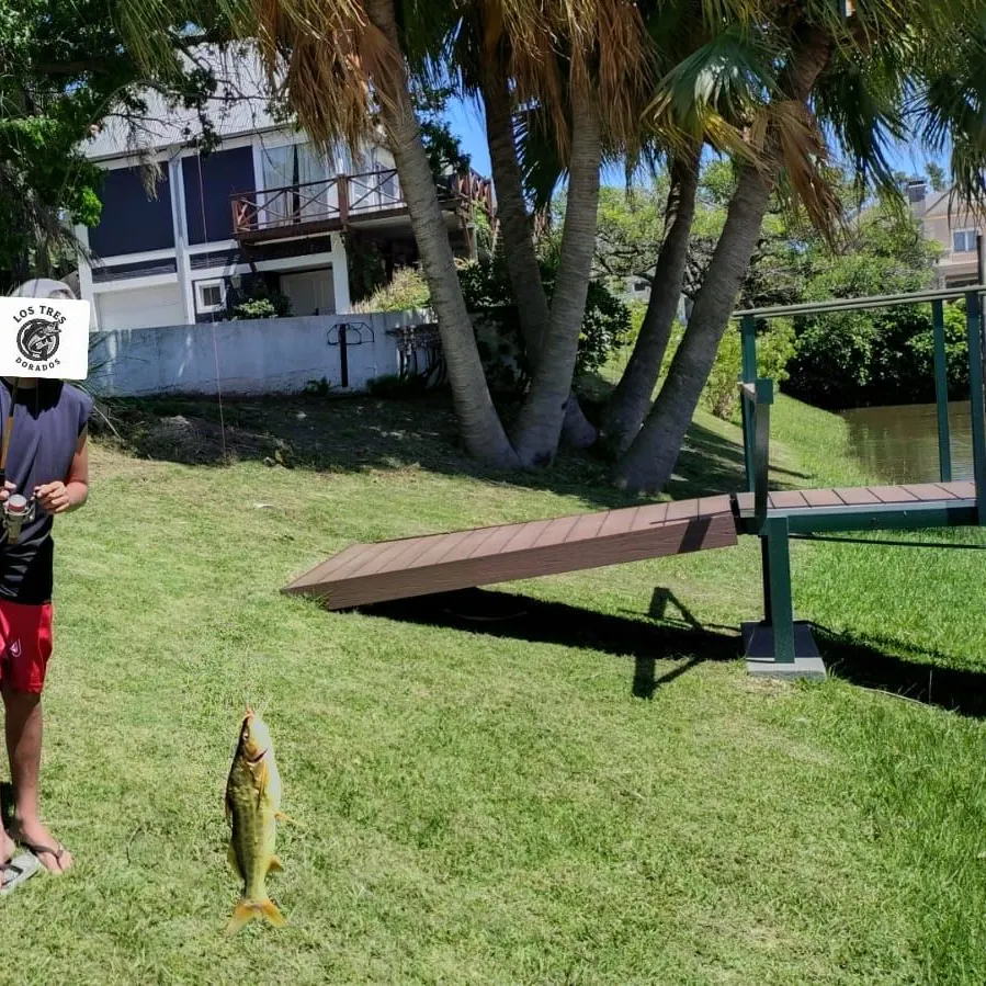The most recent Spotted pimelodus catches on Fishbrain