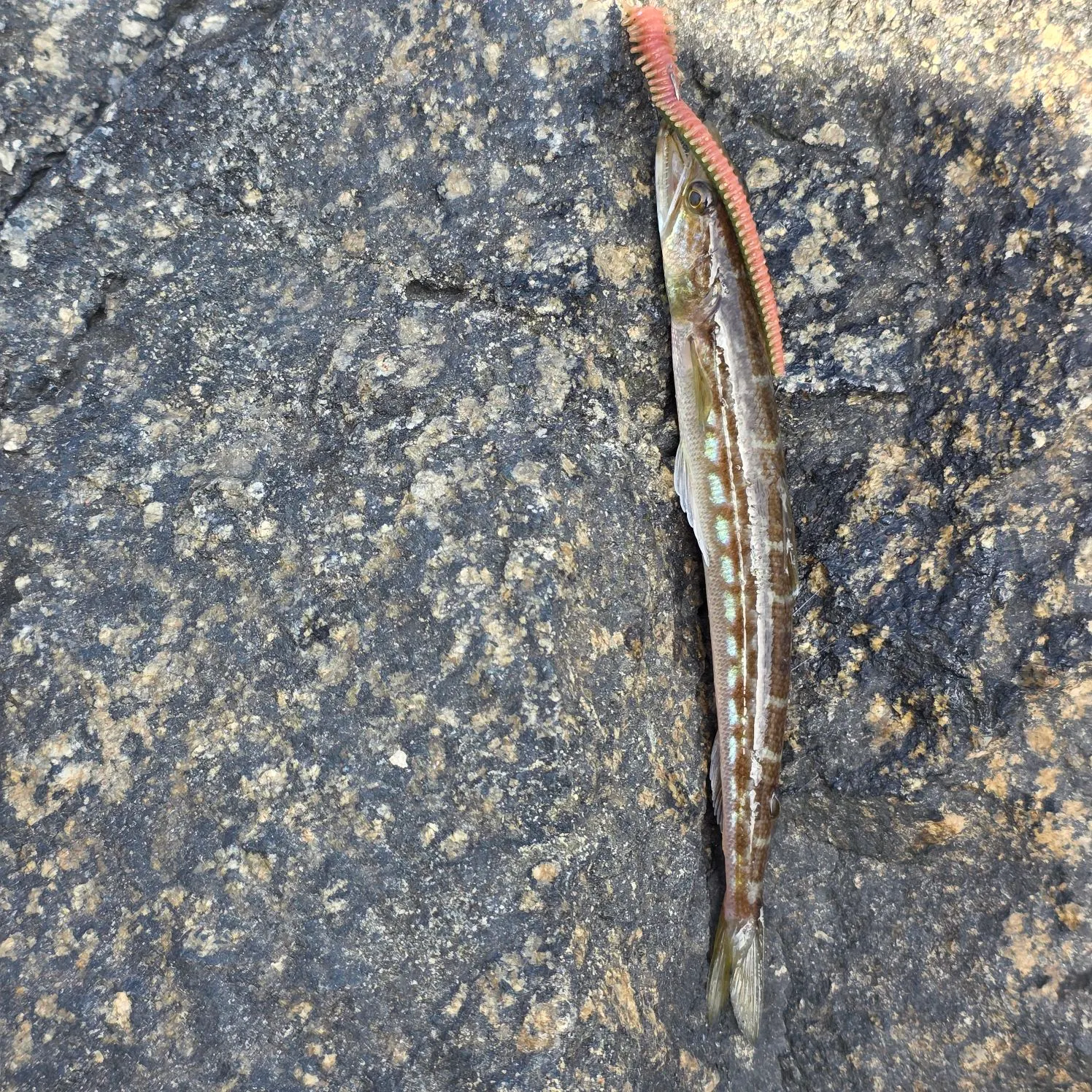 The most recent Inshore lizardfish catches on Fishbrain