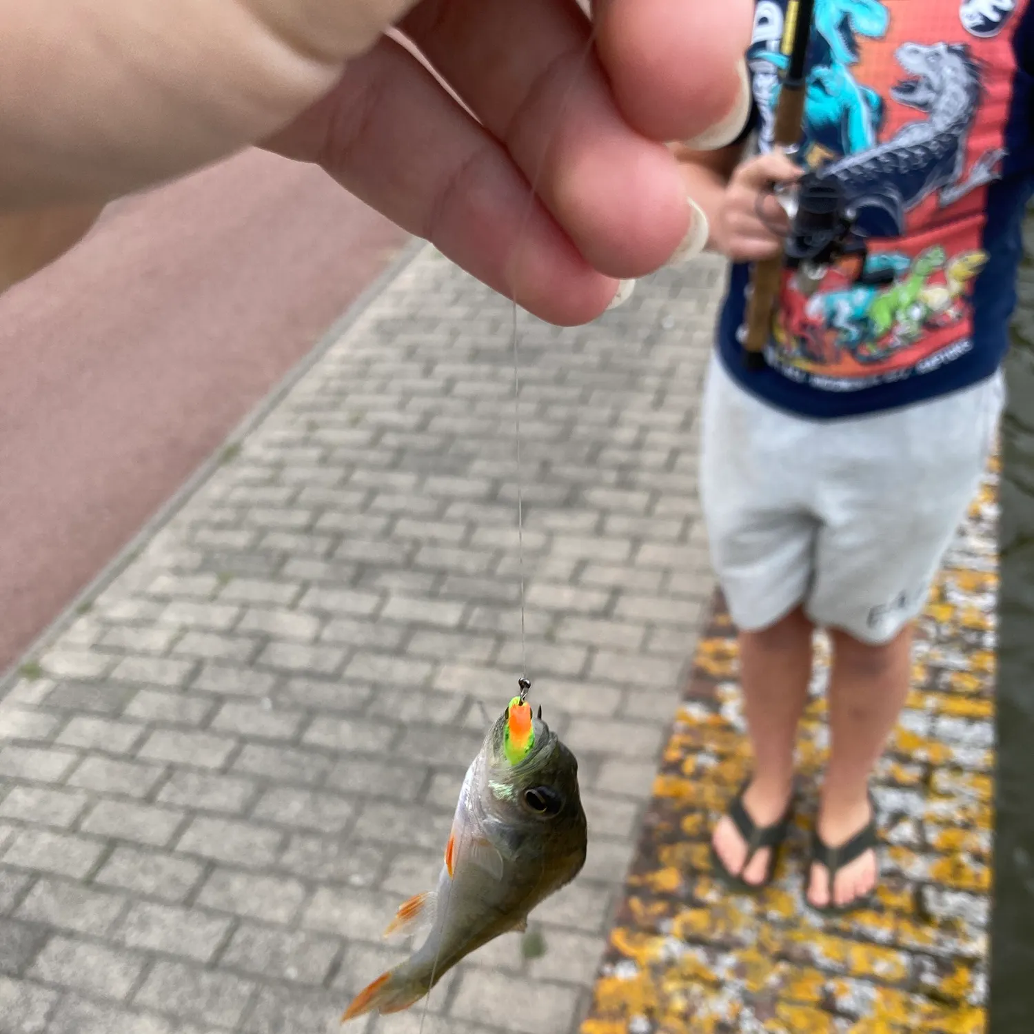 European perch caught on Fishbrain