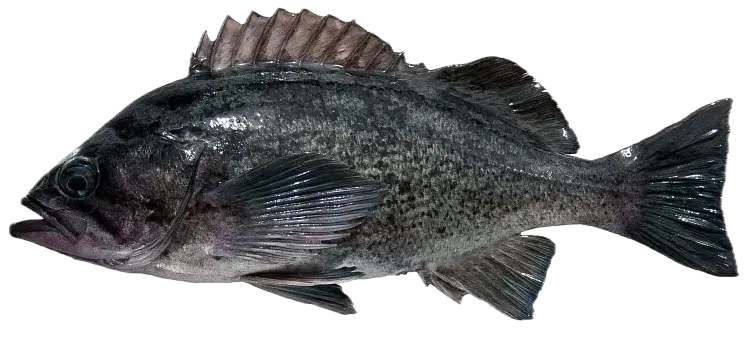 Blue rockfish