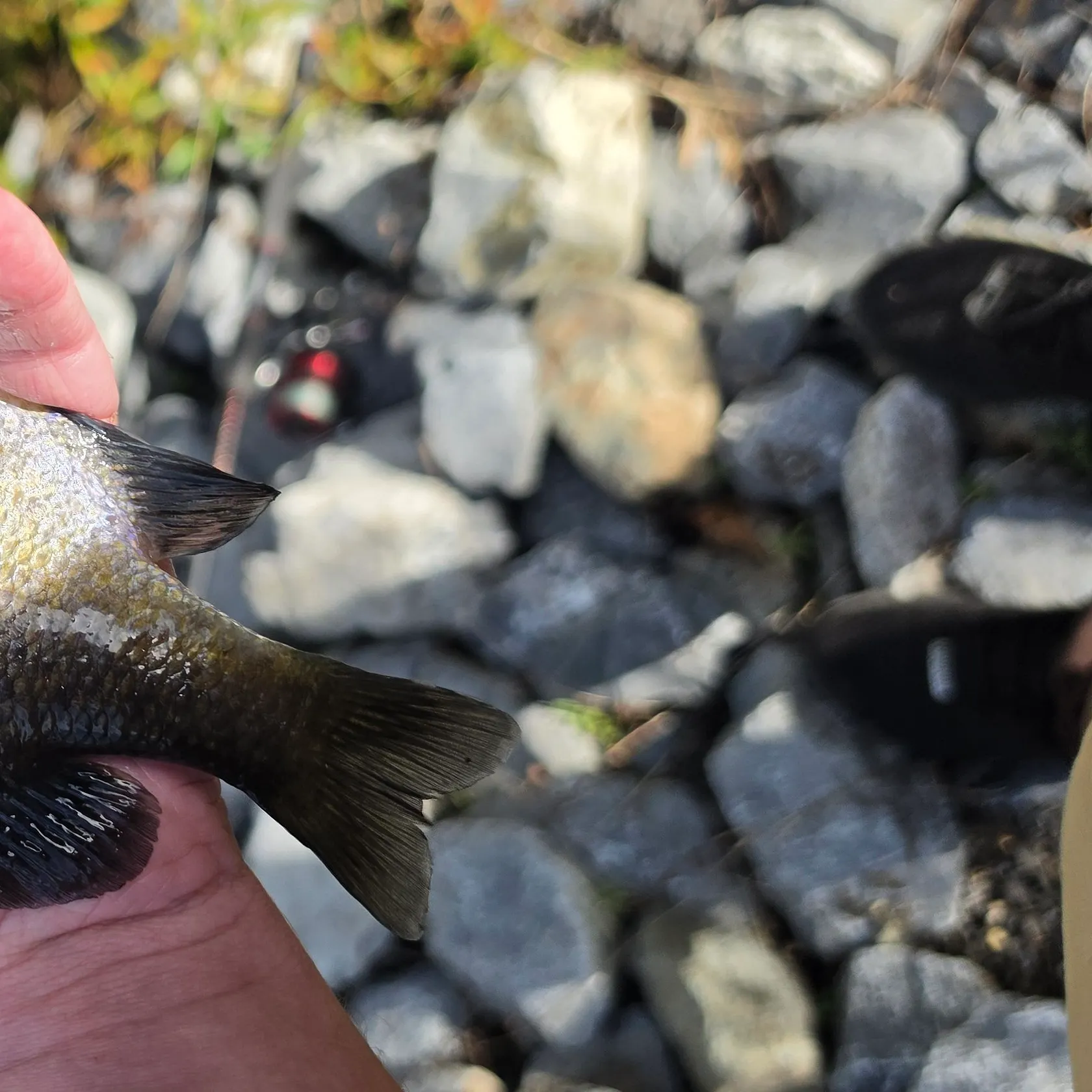 Bluegill caught on Fishbrain