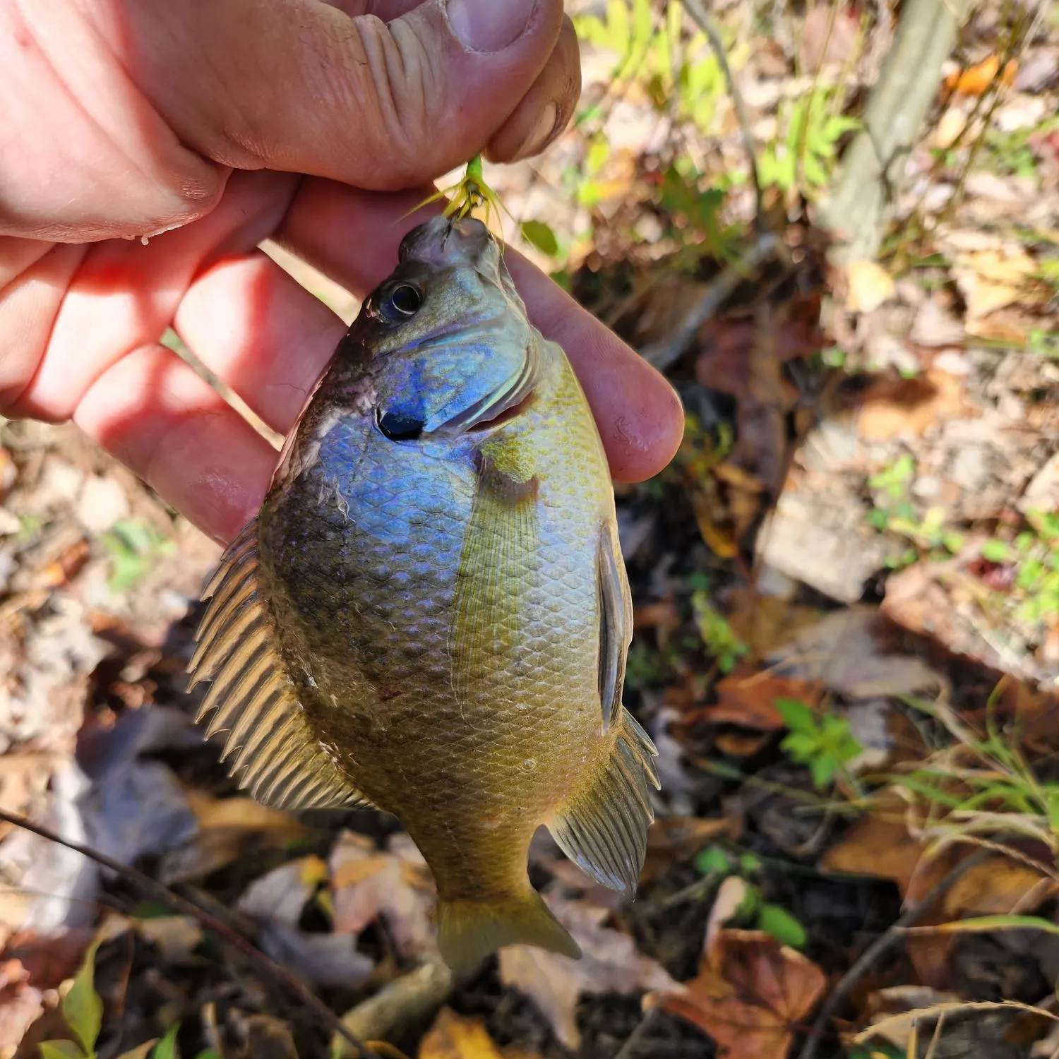 Bluegill caught on Fishbrain