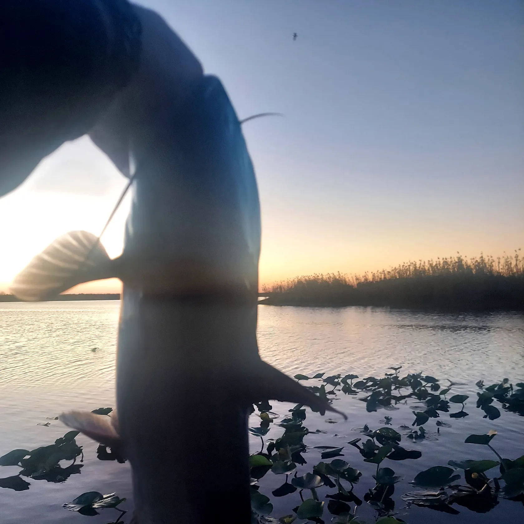 Channel catfish caught on Fishbrain