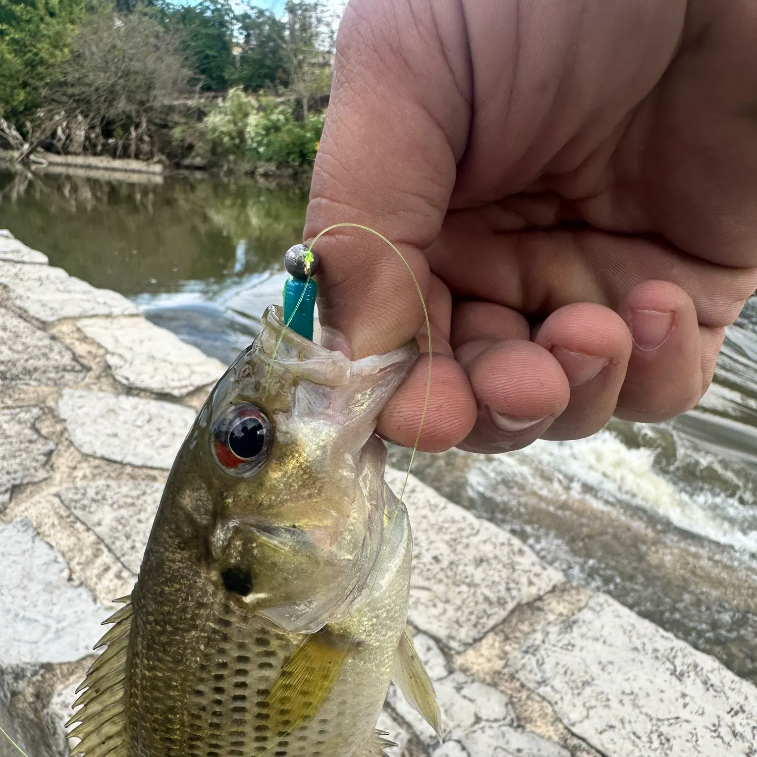 Rock bass caught on Fishbrain