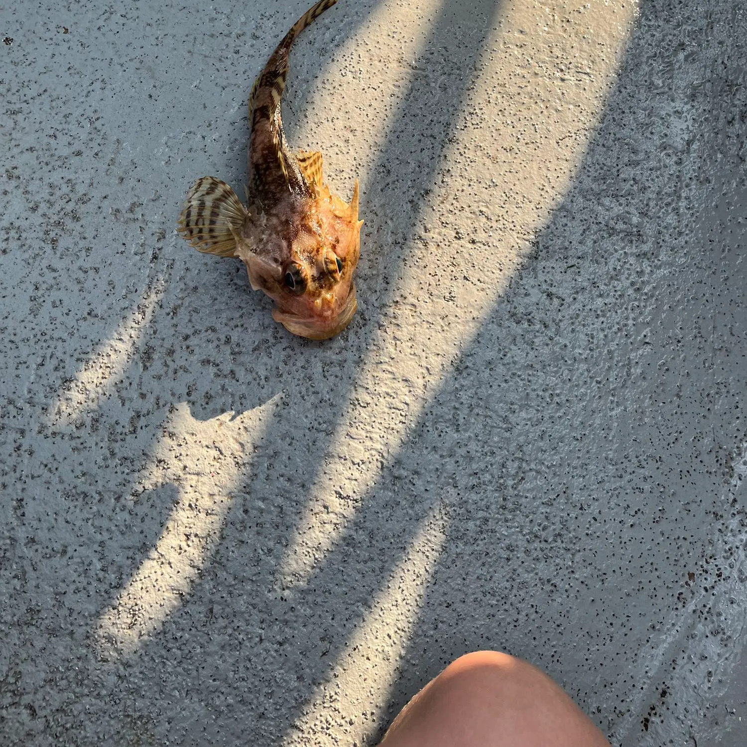 Shorthorn sculpin caught on Fishbrain