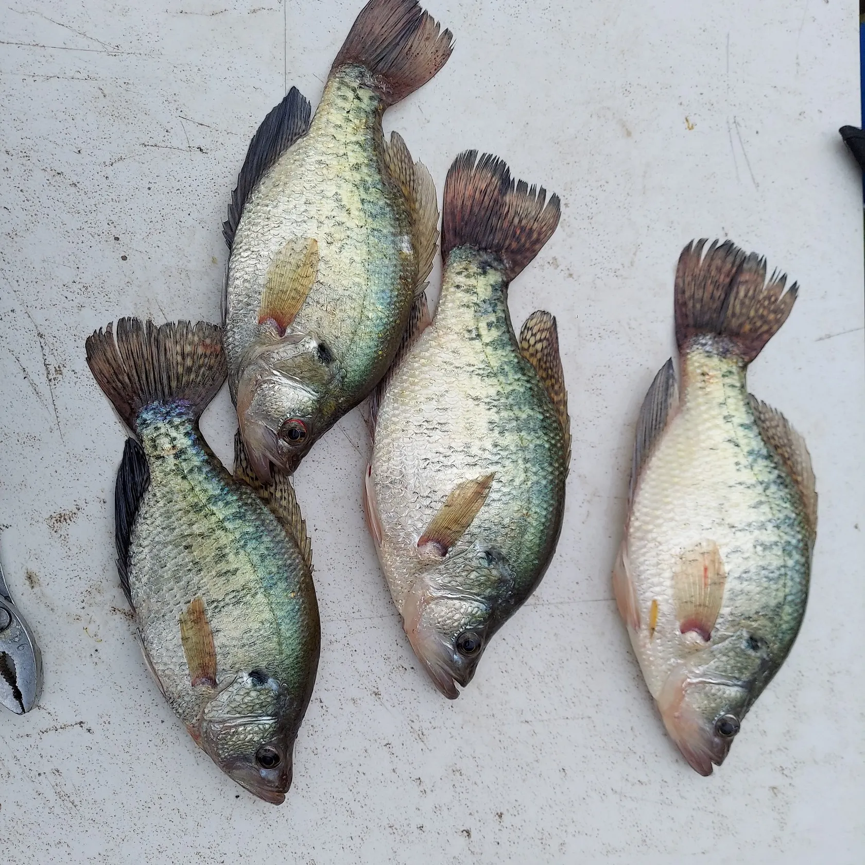 recently logged catches