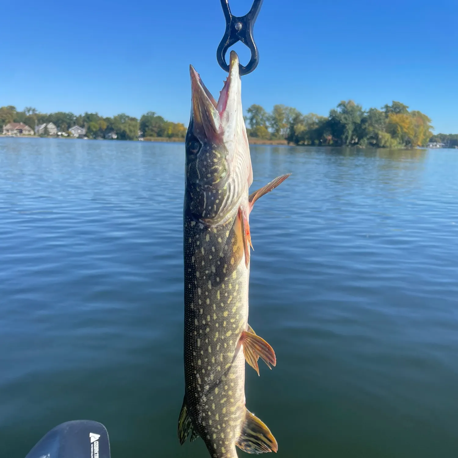 The most recent Northern pike catches on Fishbrain
