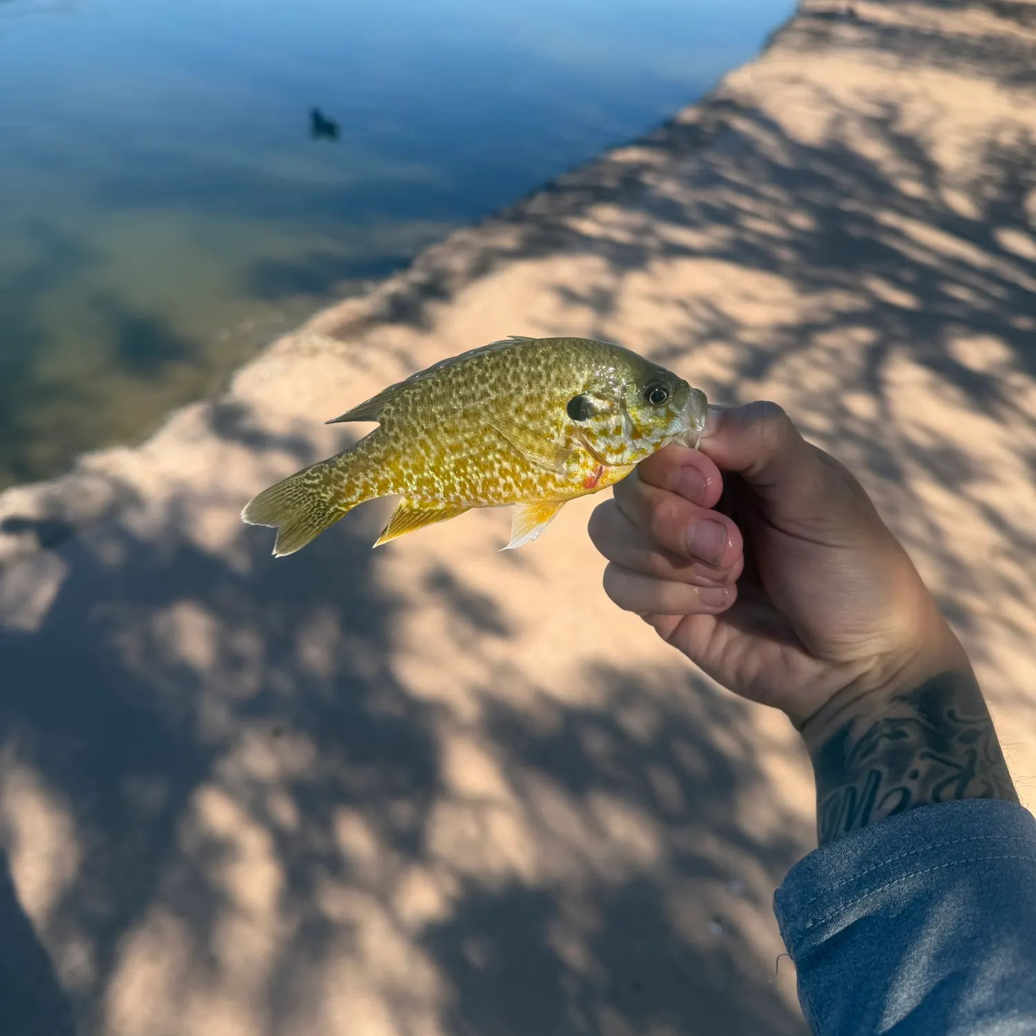 Greengill hybrid caught on Fishbrain