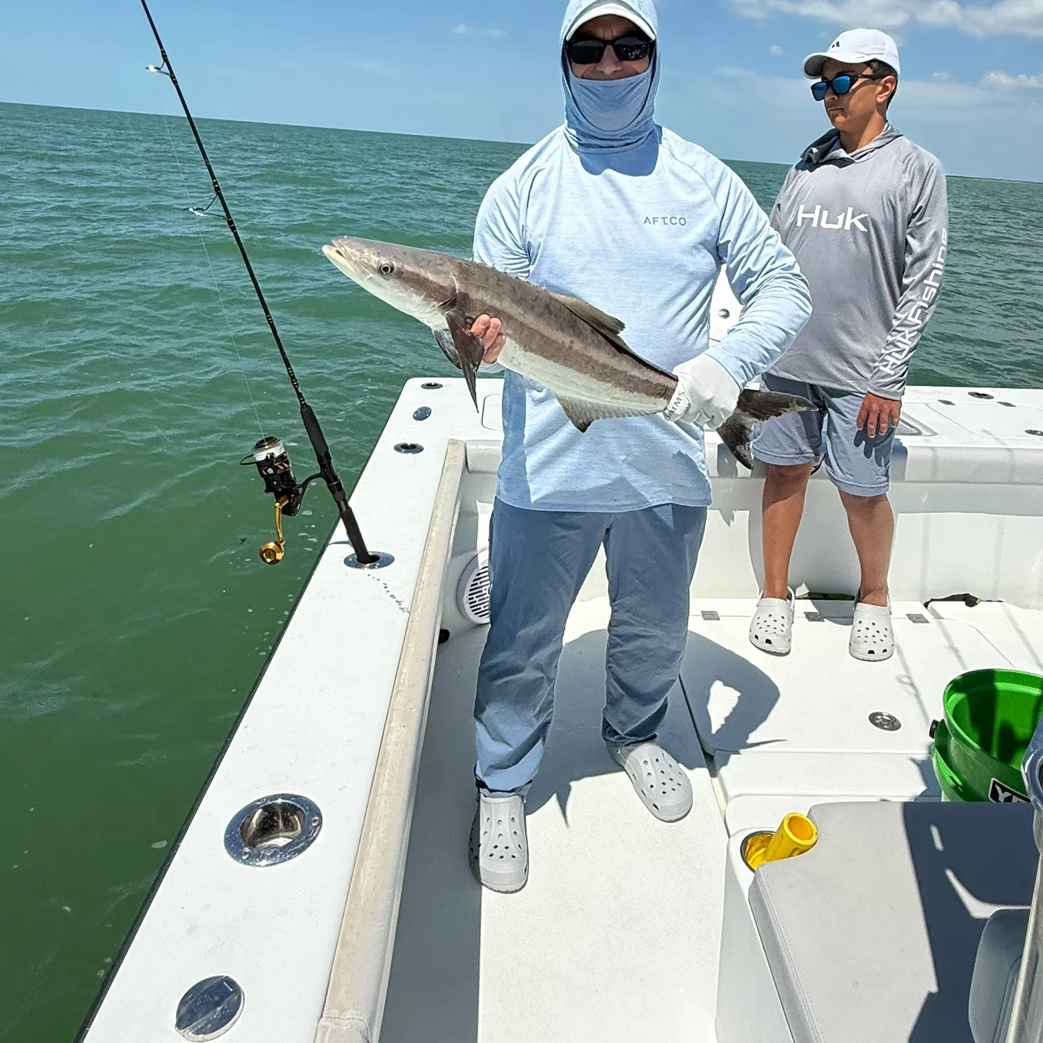 The most recent Cobia catches on Fishbrain