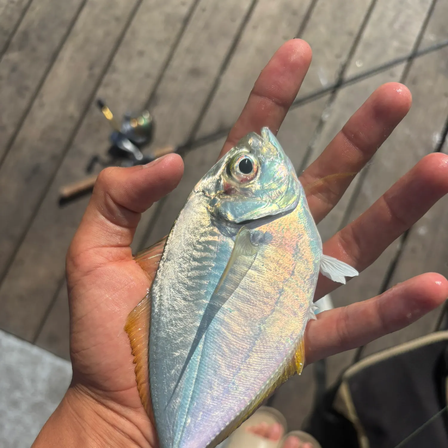 The most recent Atlantic bumper catches on Fishbrain