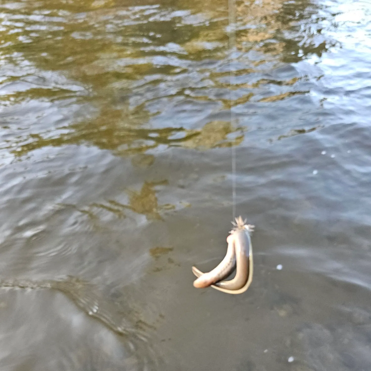 The most recent Western brook lamprey catches on Fishbrain