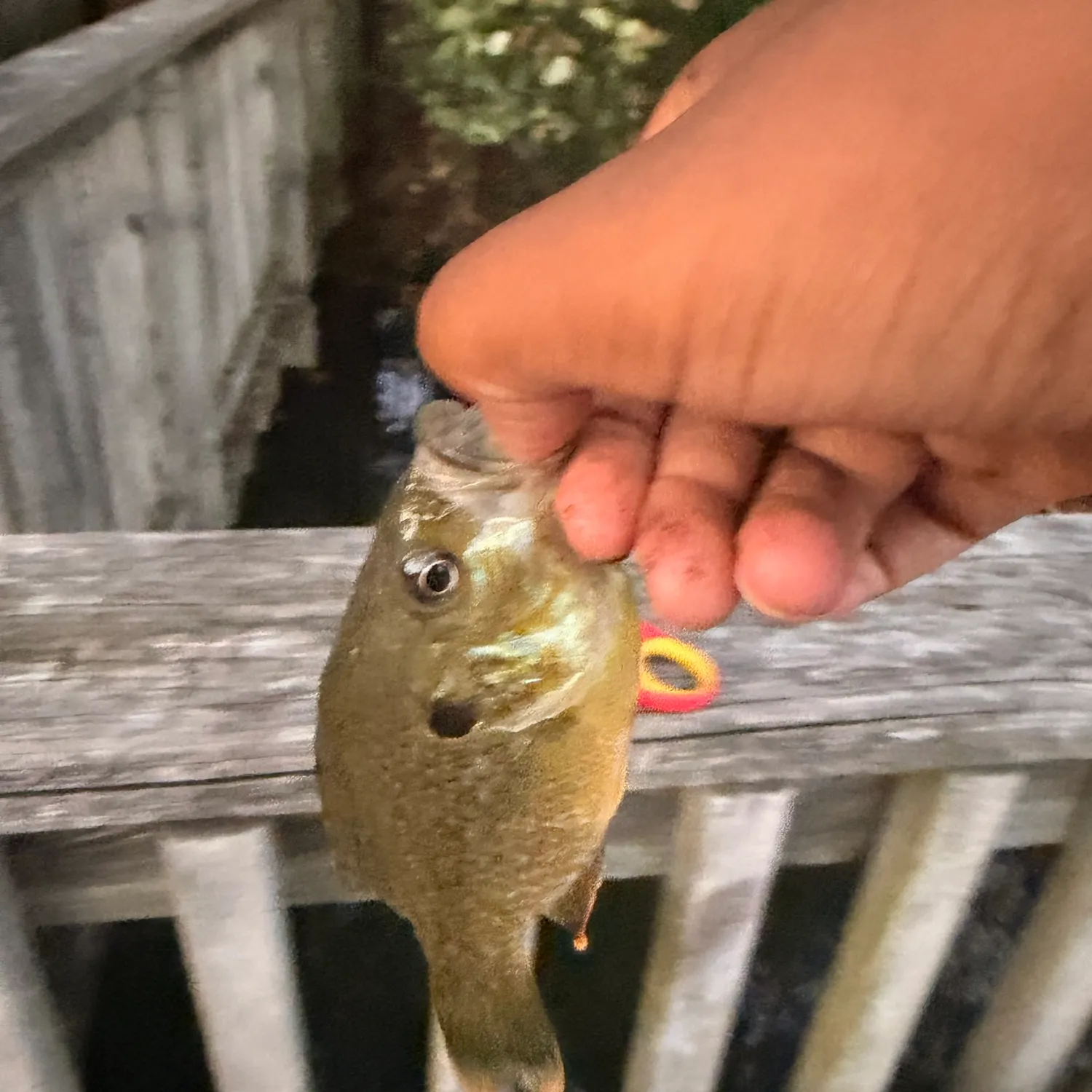 Bluegill caught on Fishbrain