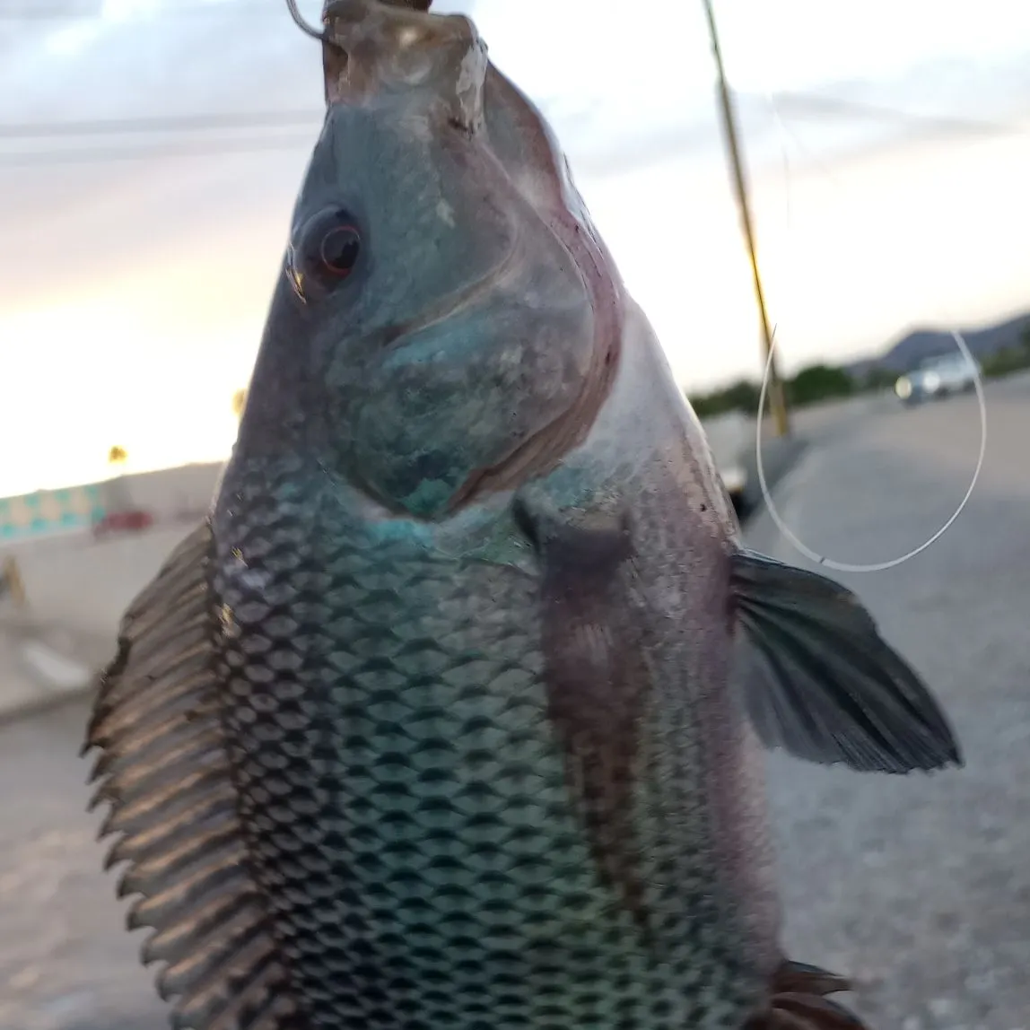 Fish caught on Fishbrain